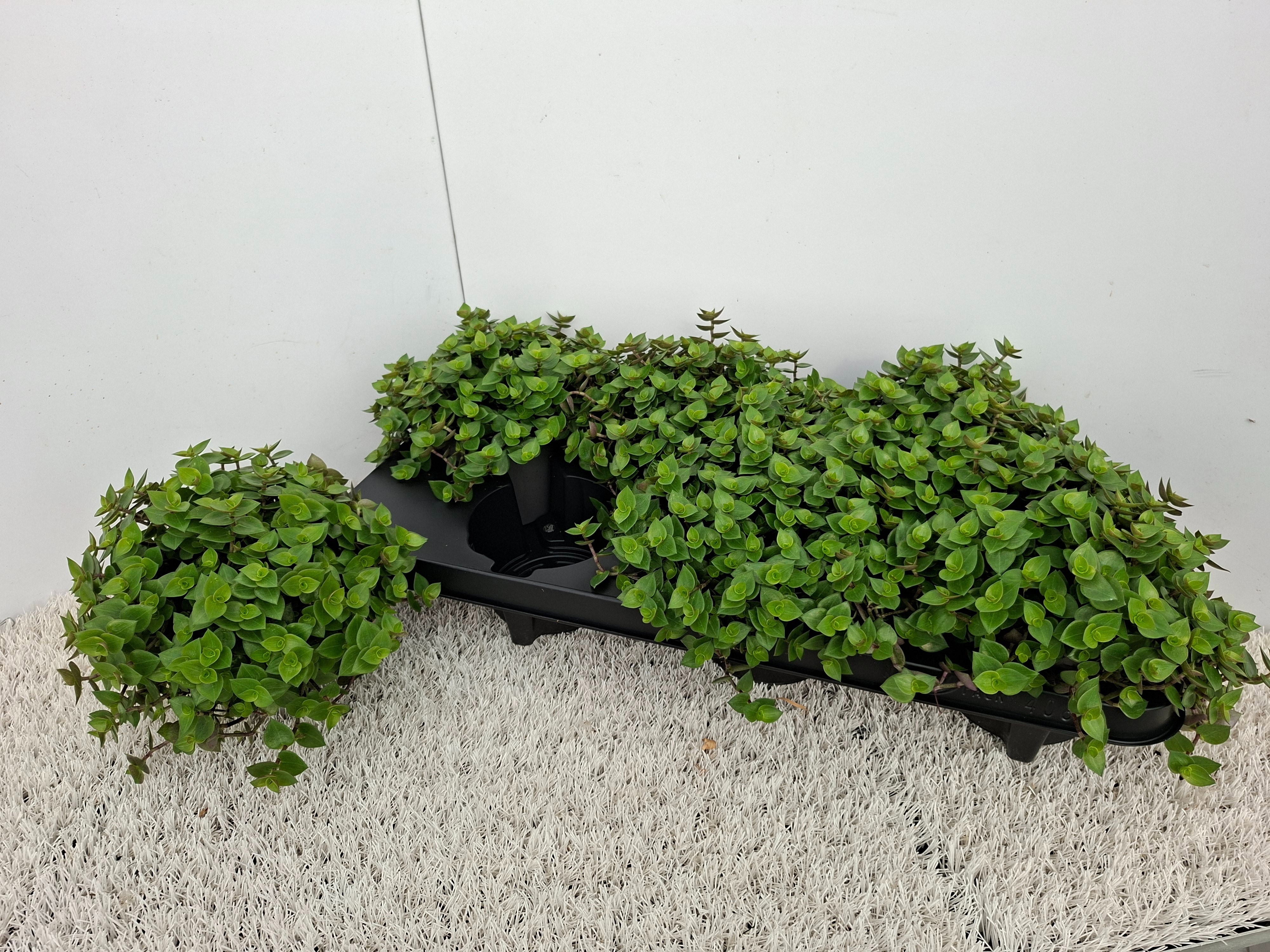 Callisia Repens 12P 15H