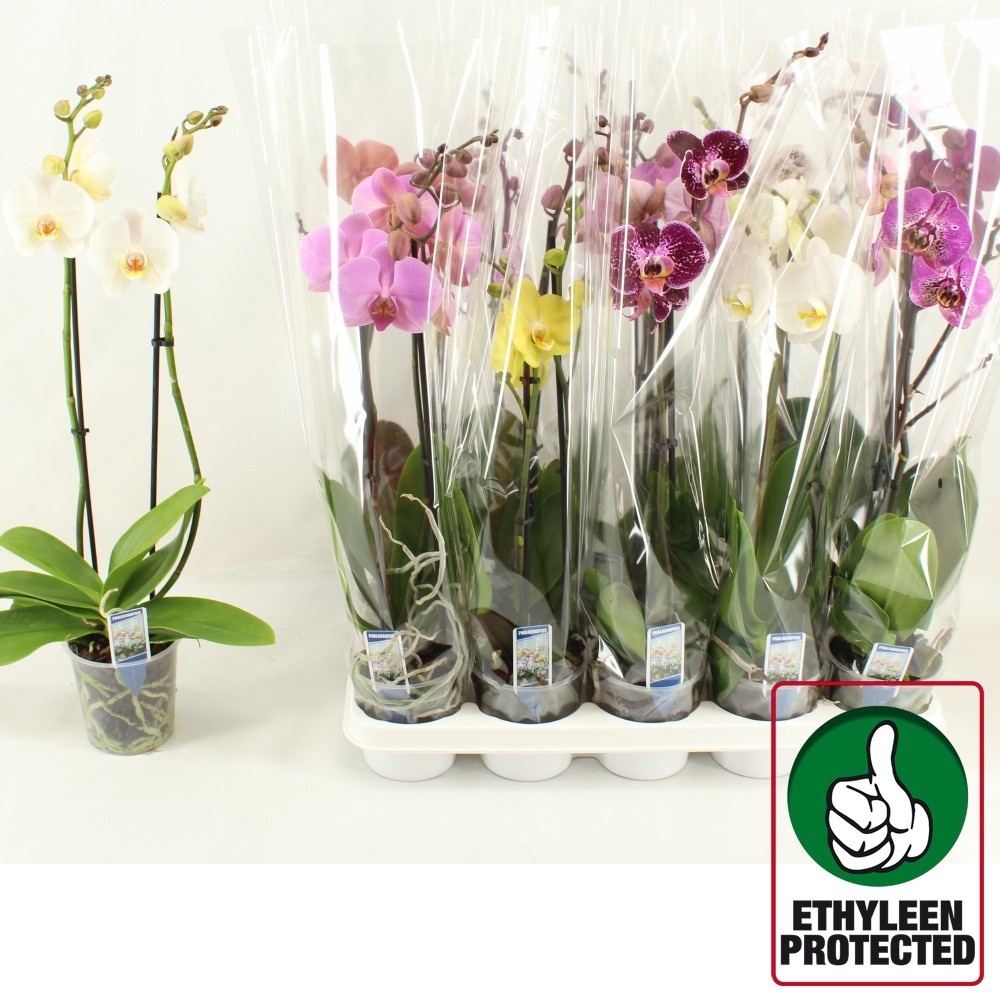 Phal Gem 6 Kl 12P 60H 2TAK 12bloem 12bloei