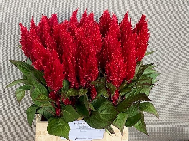 Celosia Feather Century Red 50cm