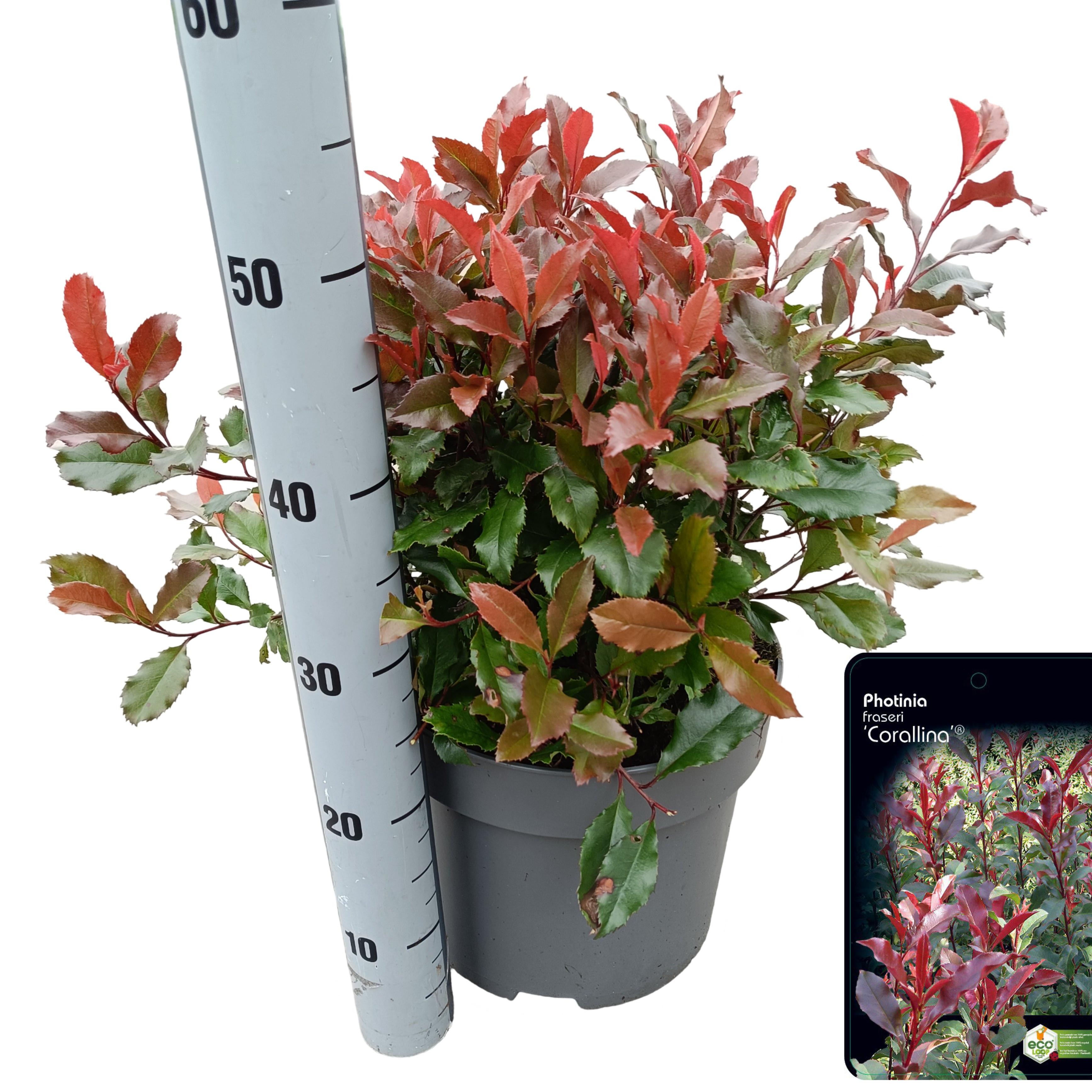 Picture of Photinia fraseri 'Corallina'® C10