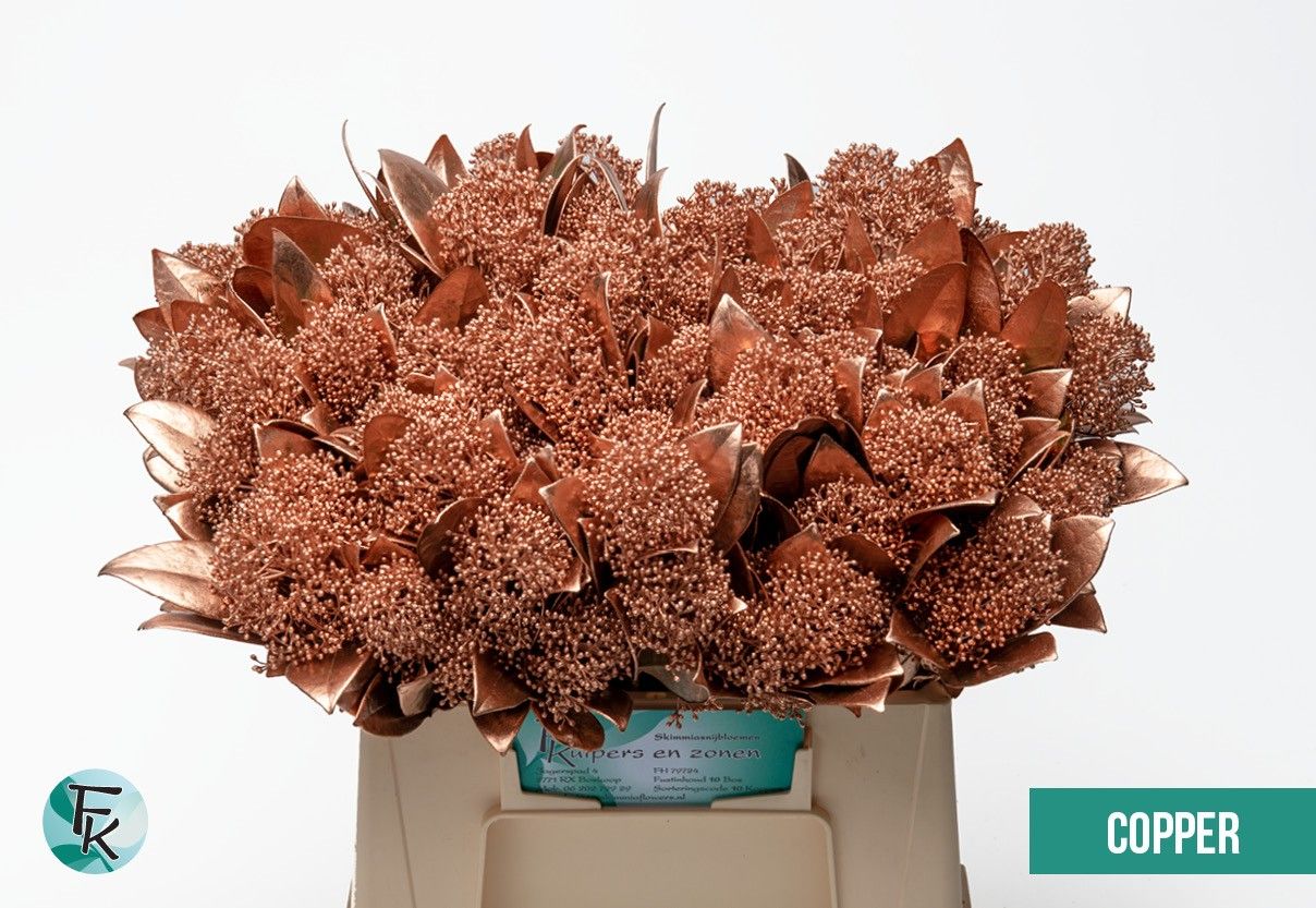 Skimmia Painted 45cm