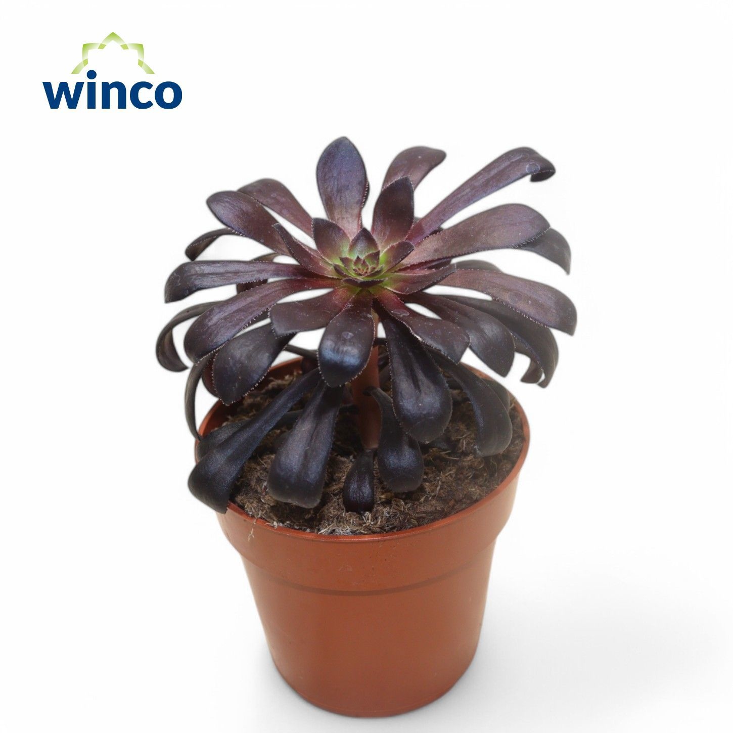 Aeonium overig - Aeonium