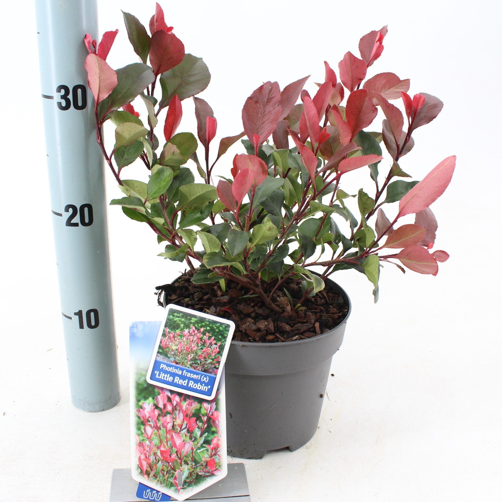 Picture of Photinia fraseri 'Little Red Robin'