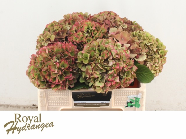 Hydrangea Glowing Alps Classic 50cm 18Ø
