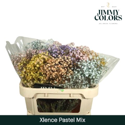 Gyps Xlence L70 Pastelmix