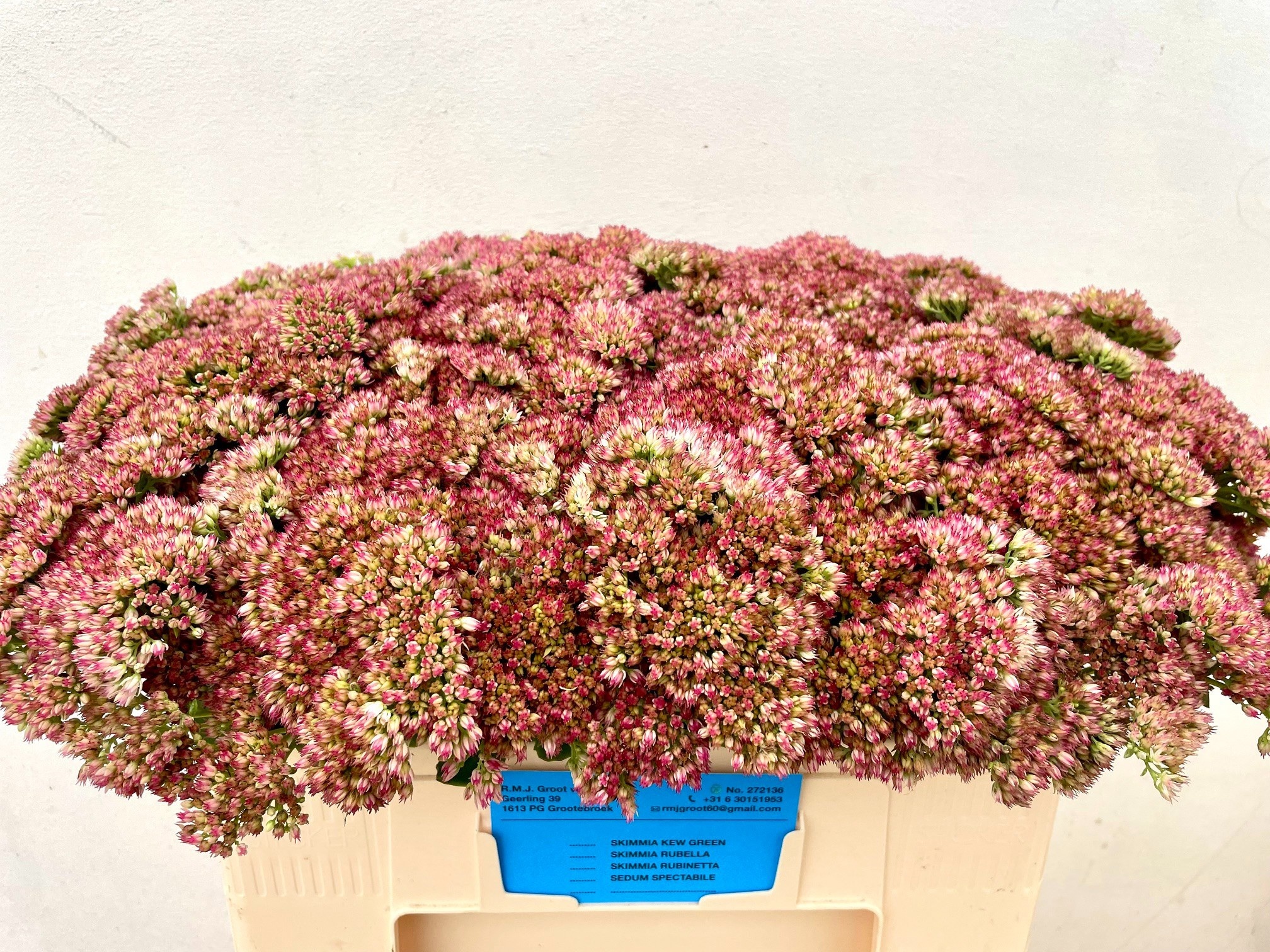 Sedum Spect Pink 50cm