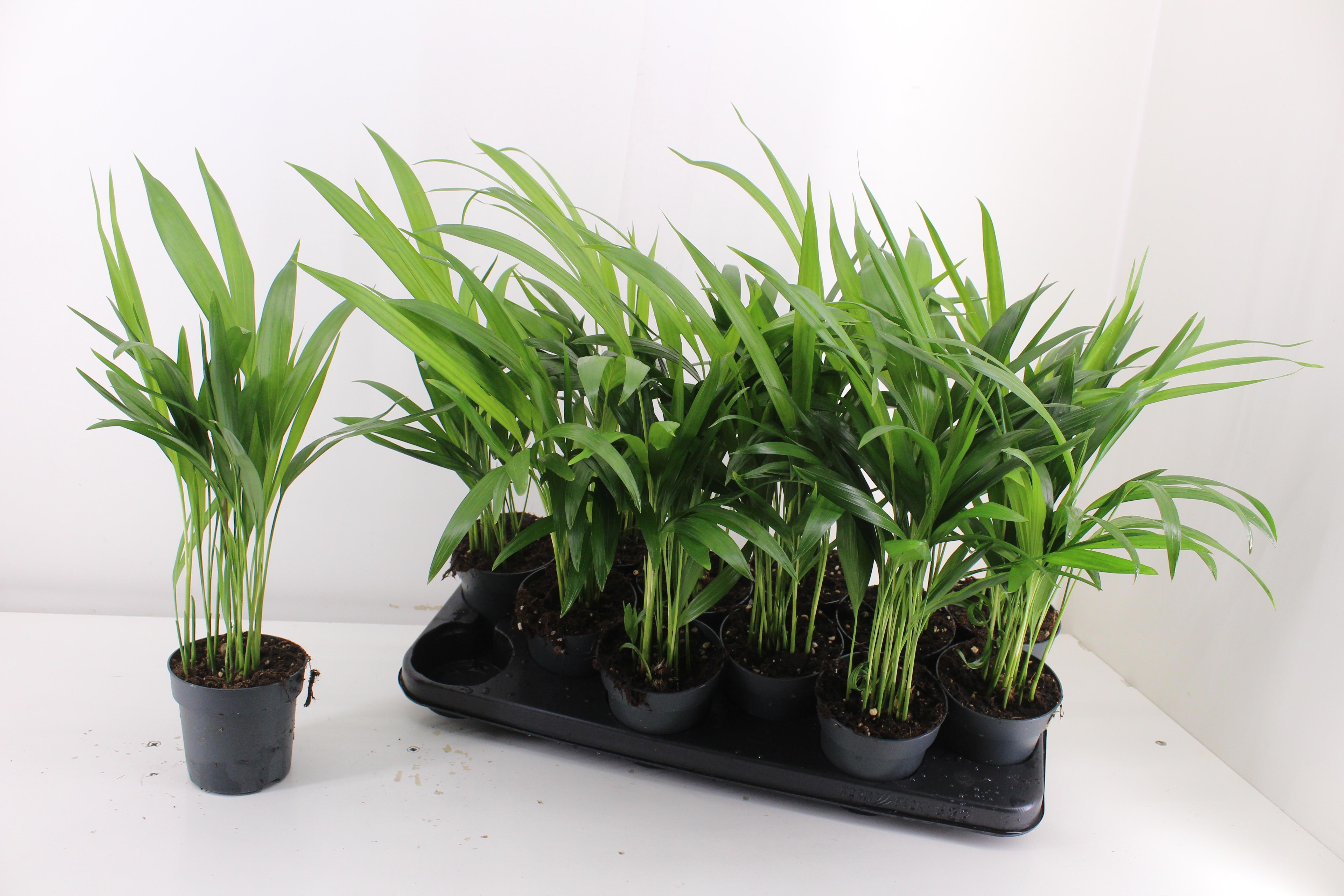 Dypsis Lutescens 510P 40H