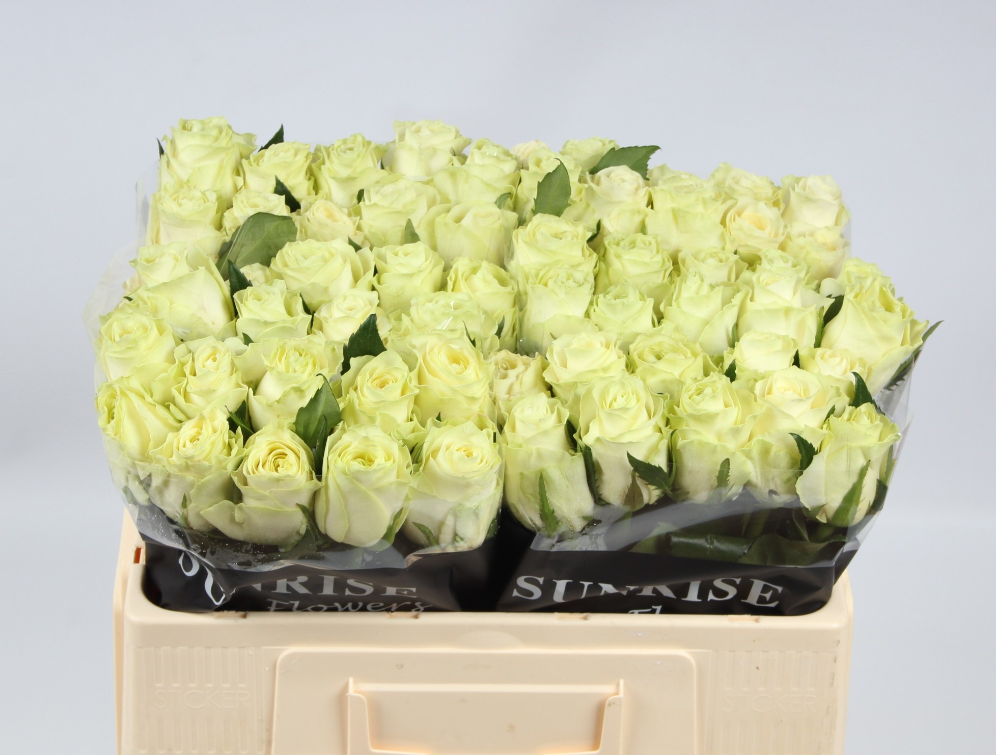 Rosa 50cm