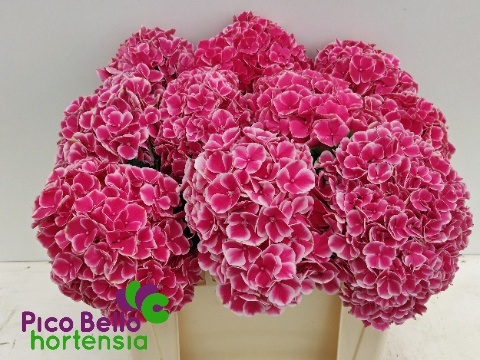 Hydrangea My Rio 50cm 15Ø