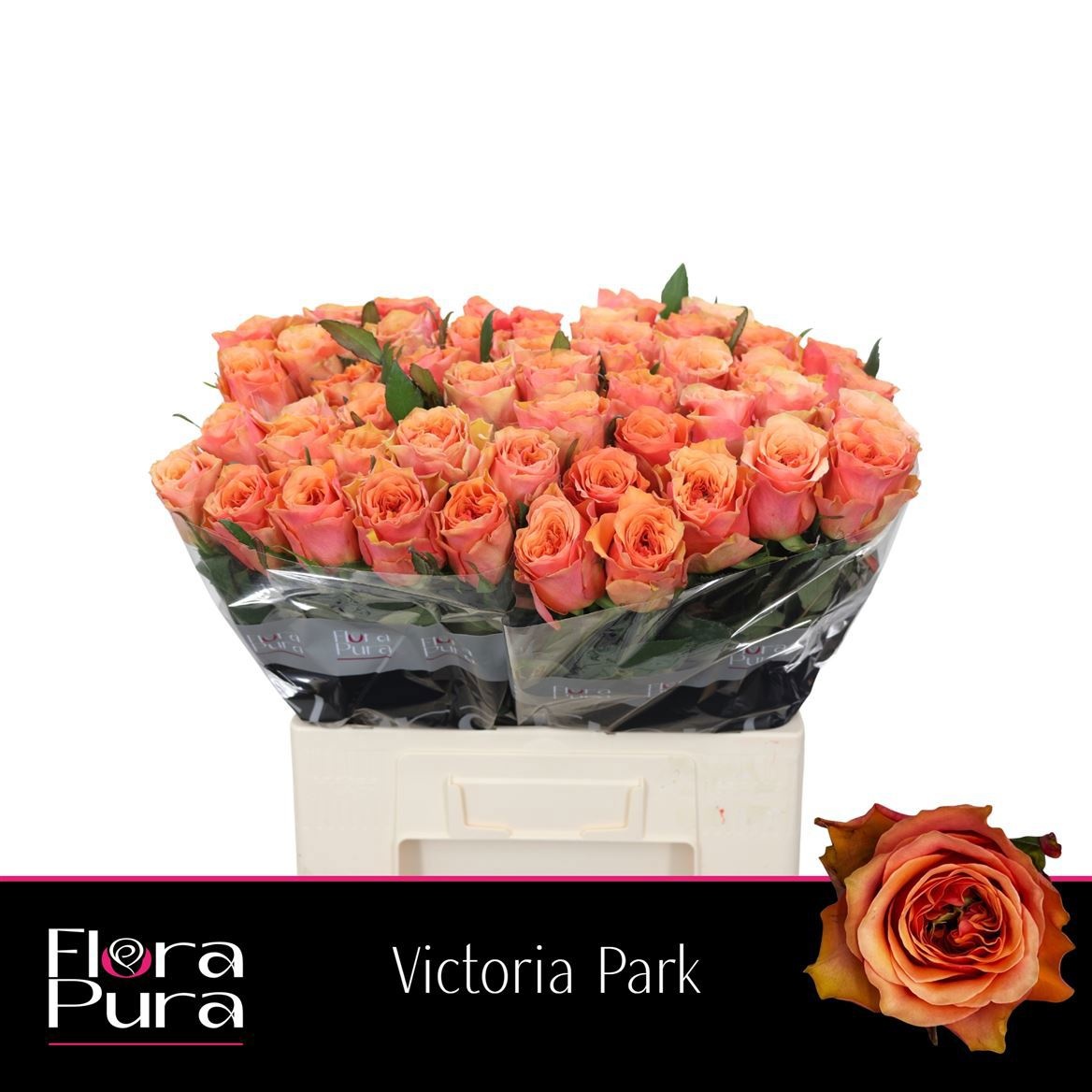 R Gr Victoria Park