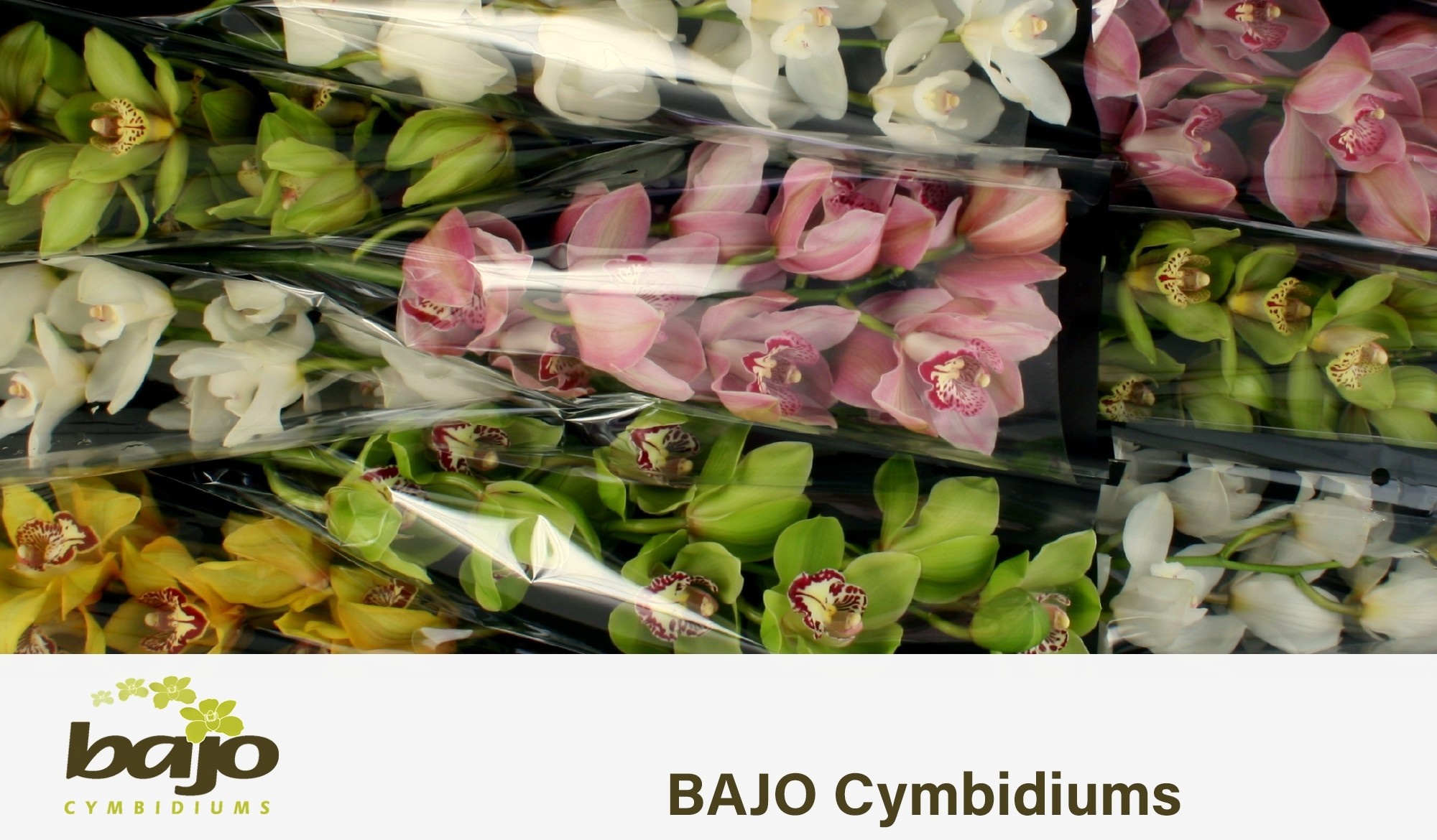 Cymbidium Asst 9bl