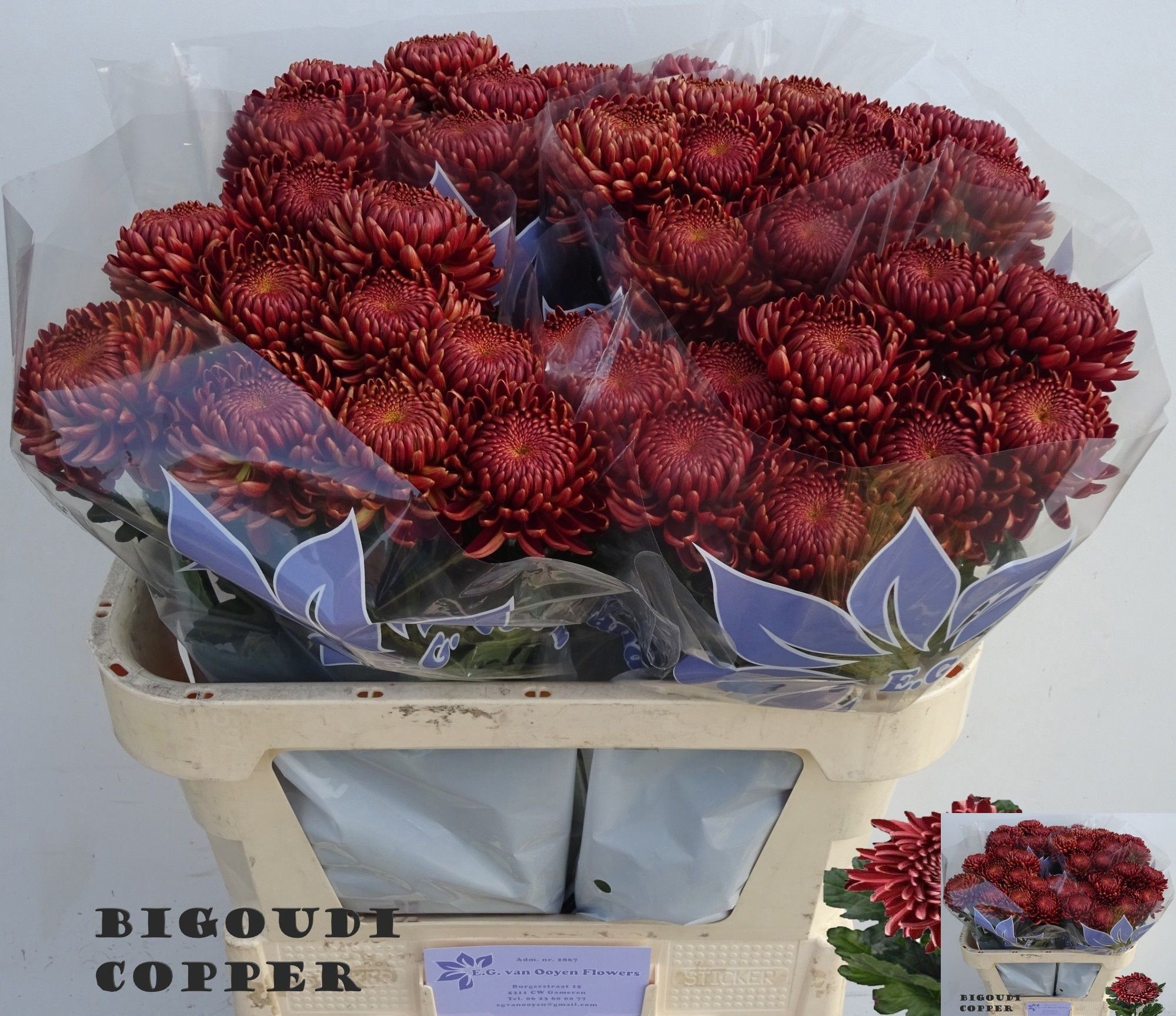 Chr G Bigoudi Copper 70cm 100gram