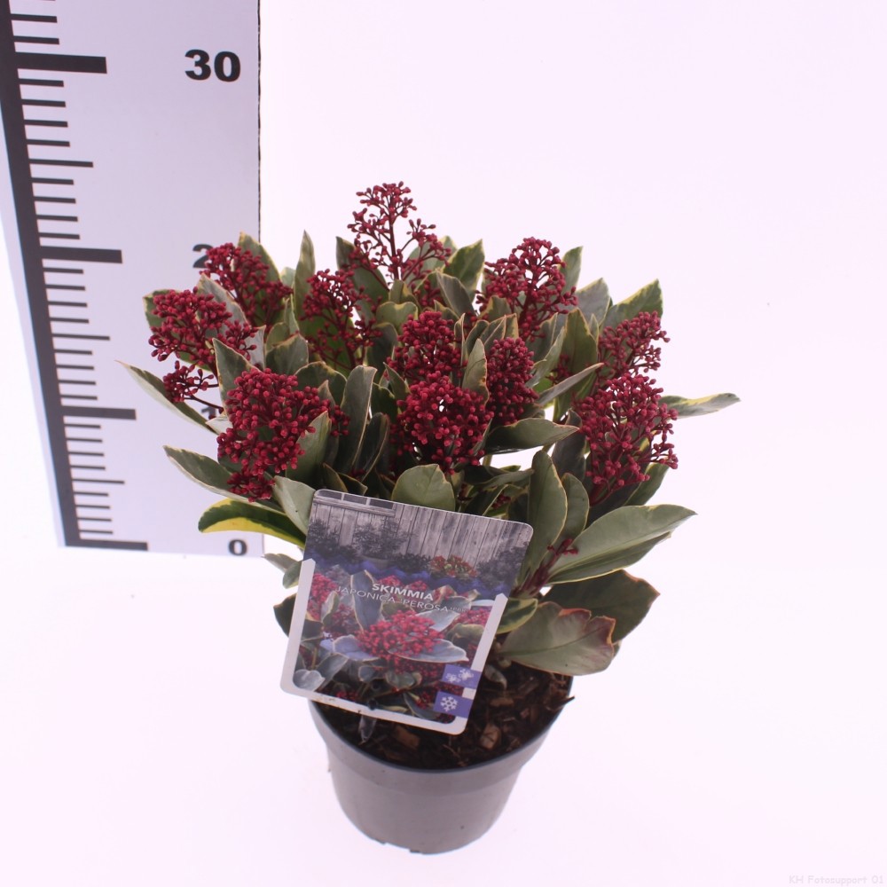 Picture of Skimmia japonica 'Perosa' PBR