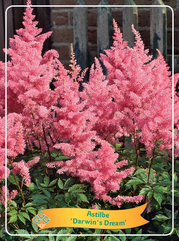 Picture of Astilbe mix 6x10 srt. per shelve P11