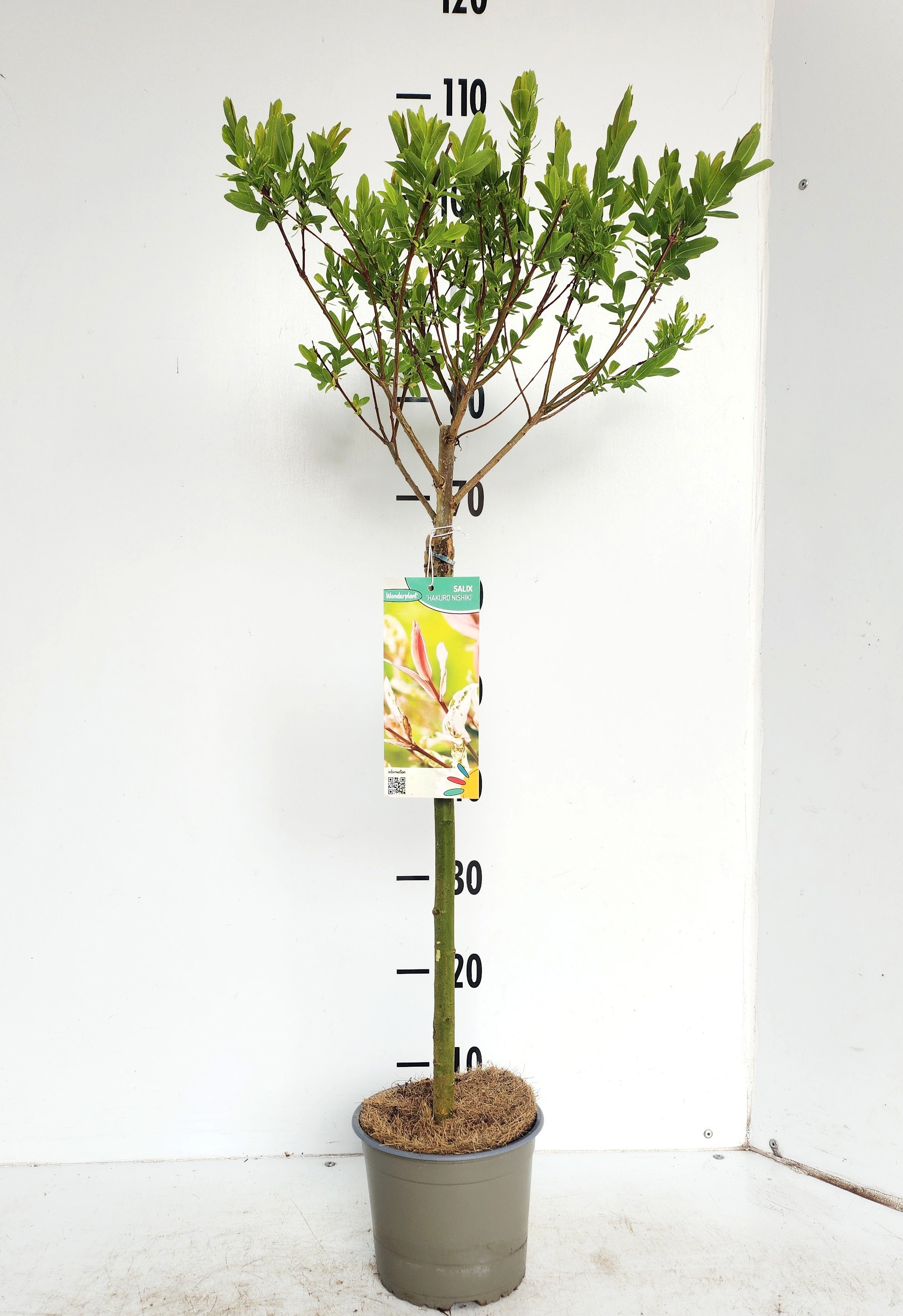 Salix integra 'Hakuro-nishiki' SALIX IN HAKURO NISH | Gardenline