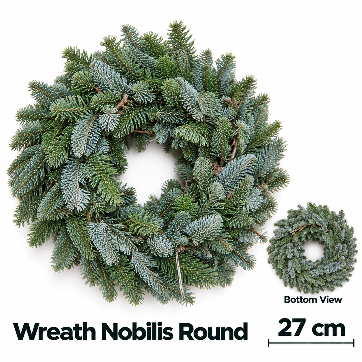 Abies Nobilis Blauw 27L.cm