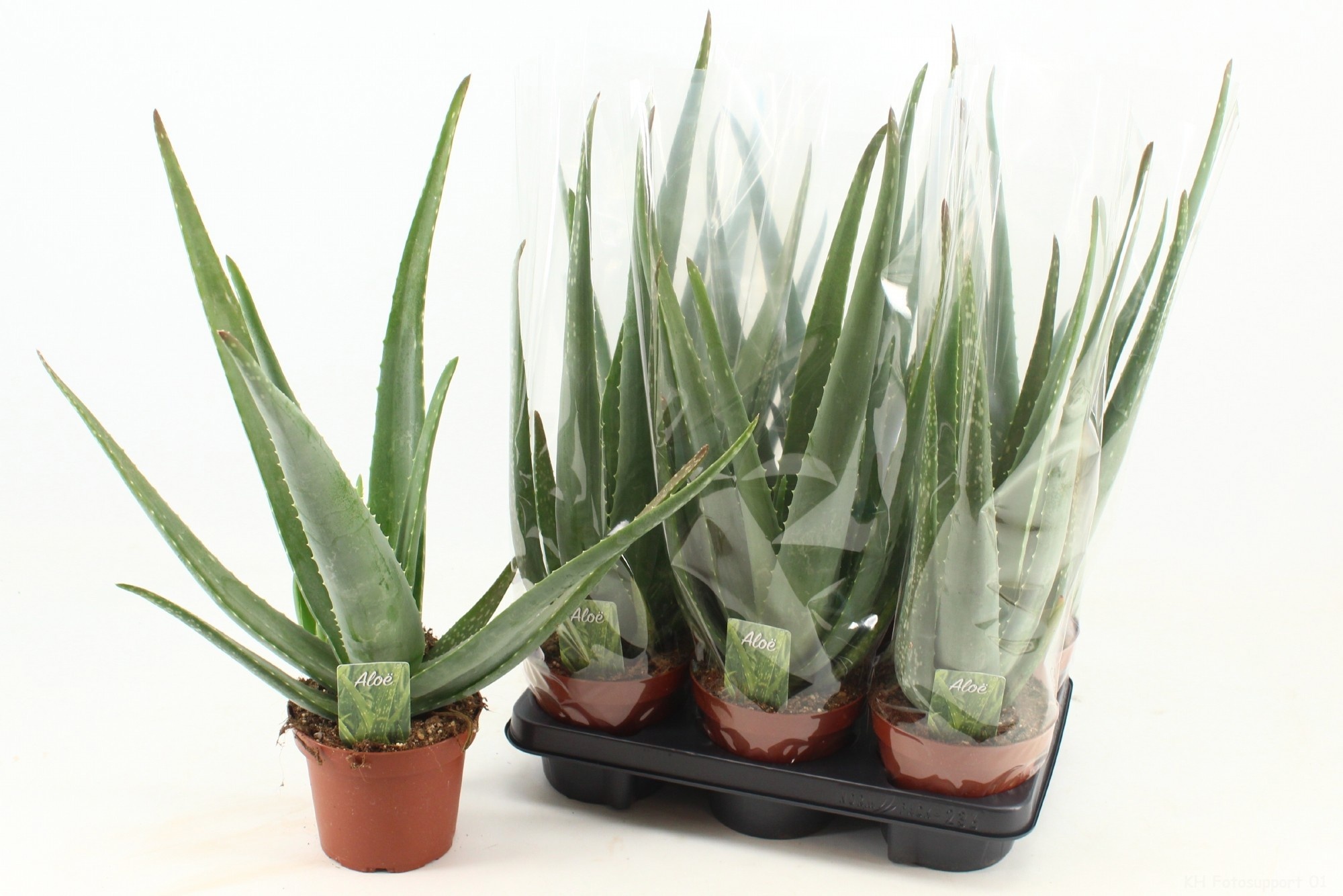 Aloe Vera 14P 45H