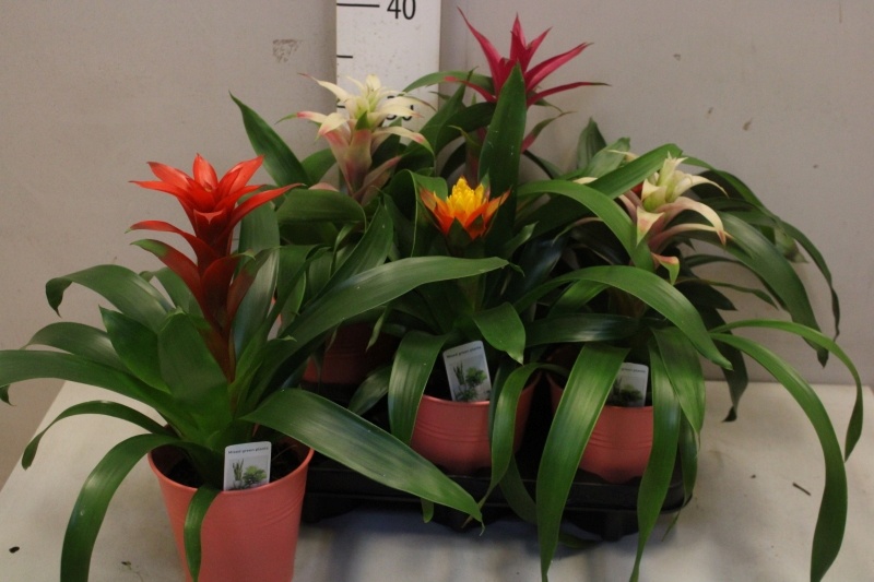 Bromelia Arrangem 6% 12Ø