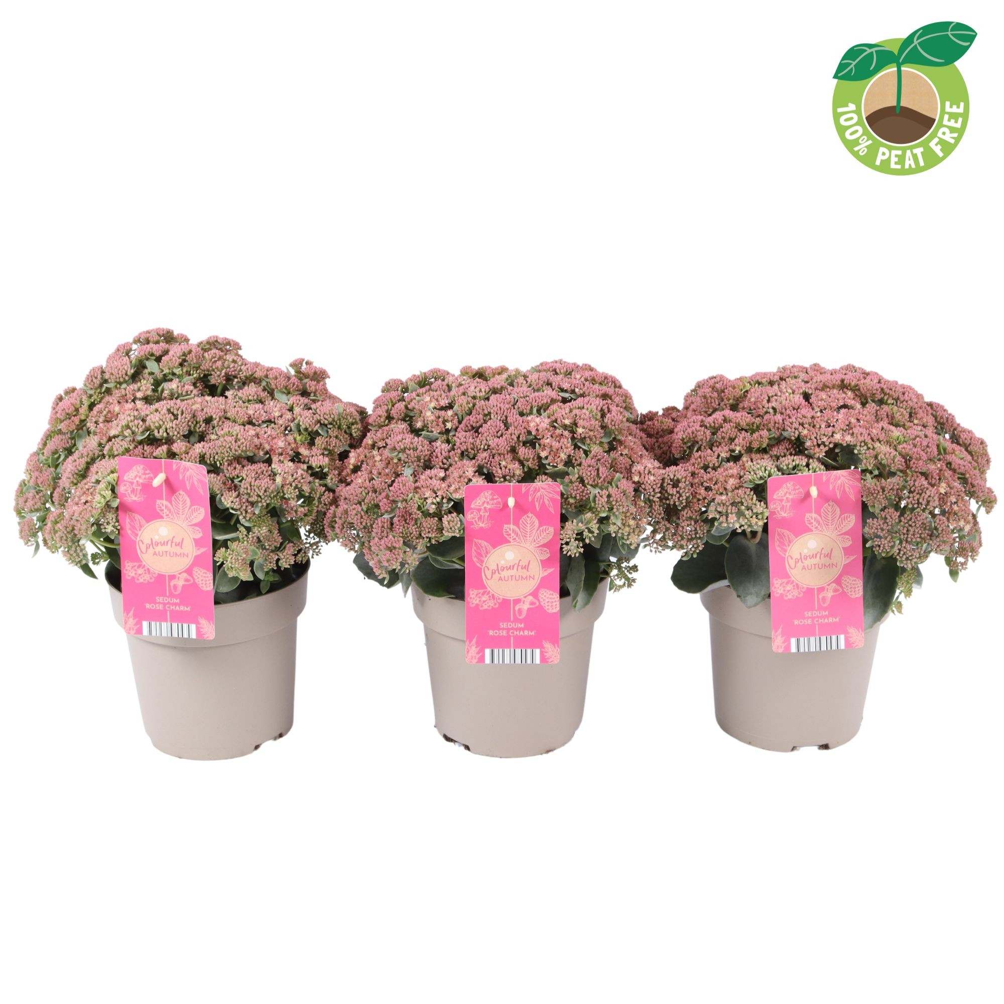 Picture of Sedum tel. Seduction Rose Charm P17 (2 Ltr)