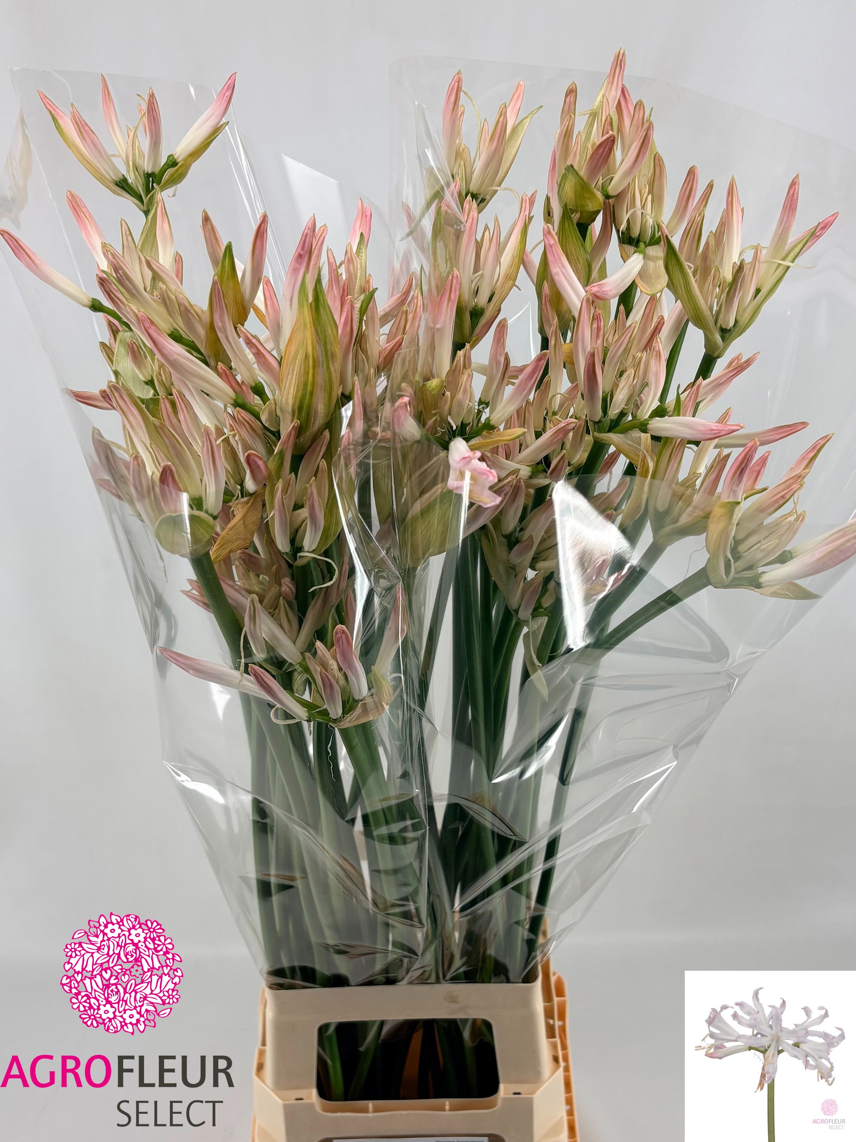 Nerine Bico Bionce 80cm