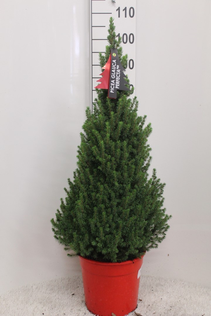 Picture of Picea Glauca Perfecta P27 (7.5 Ltr) 100CM-INC-POT/POTGROWN/RED (LOOSE)