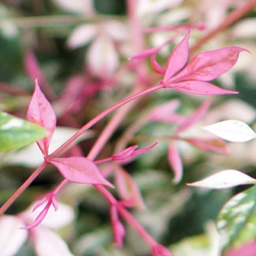 Picture of Nandina domestica 'Twilight'