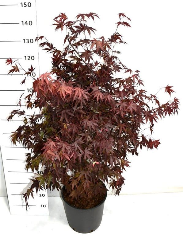 Picture of Acer pal. 'Fireglow'