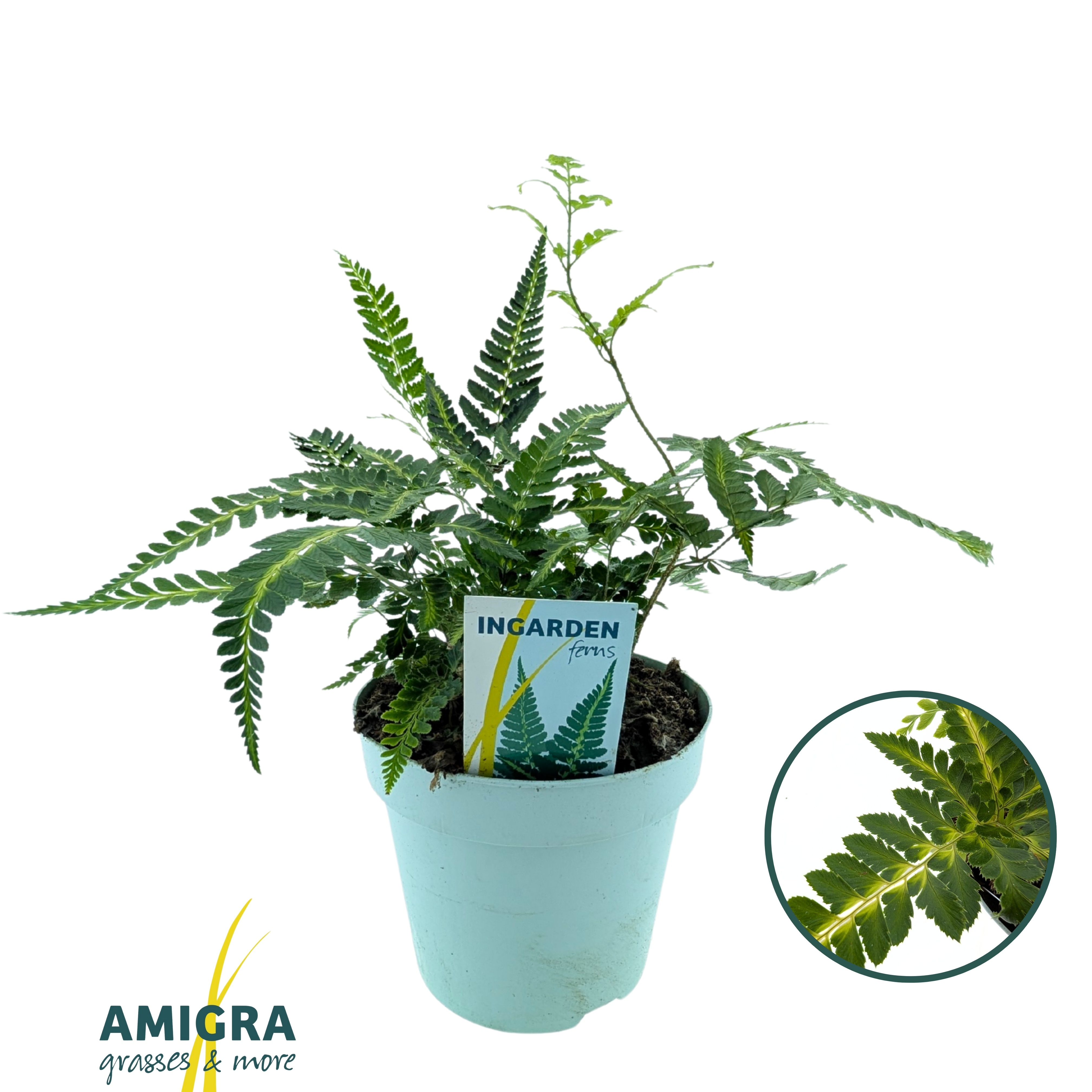 Picture of Arachnoides aristata ‘Variegata’