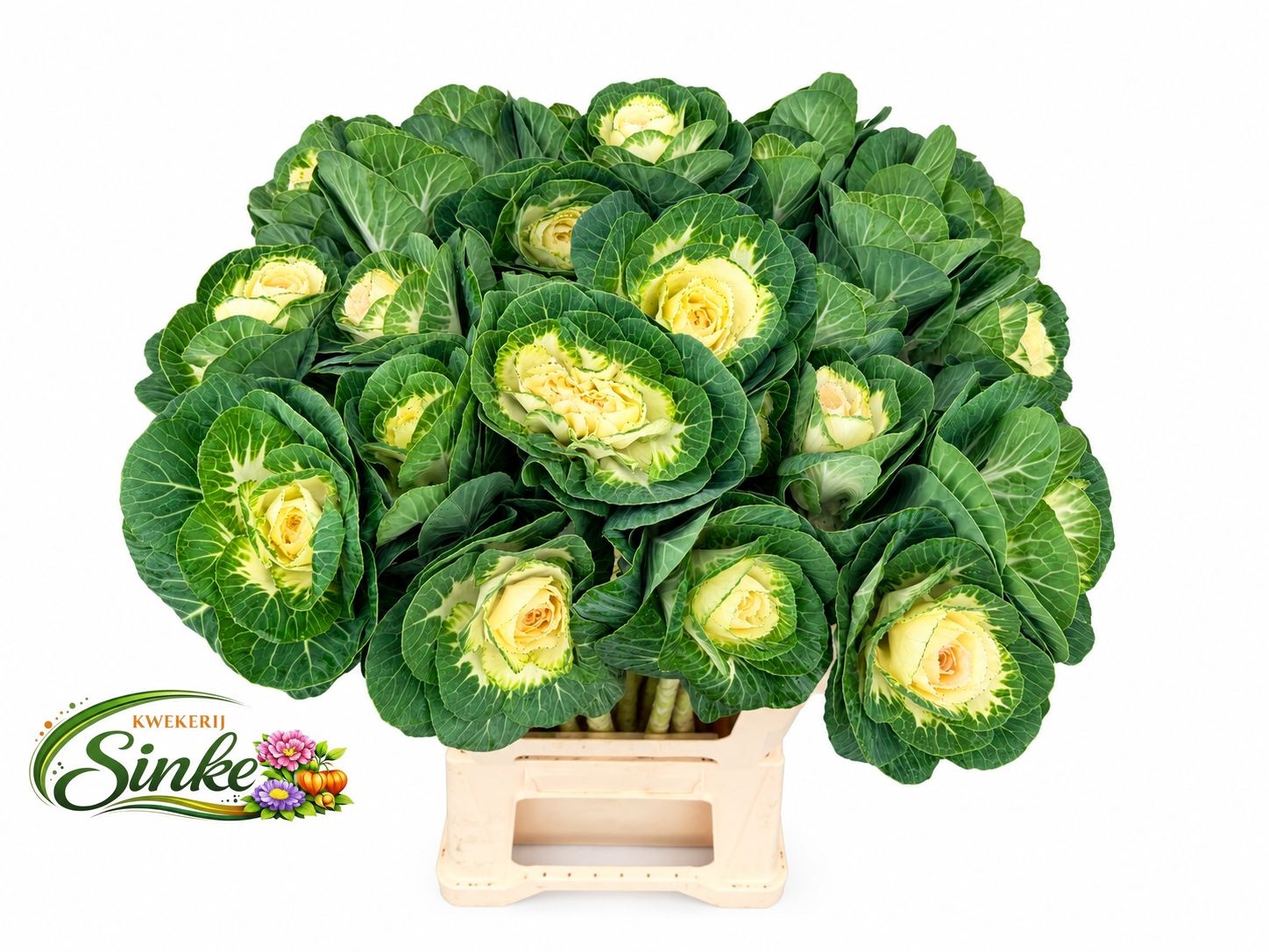 Brassica White Crane 60cm