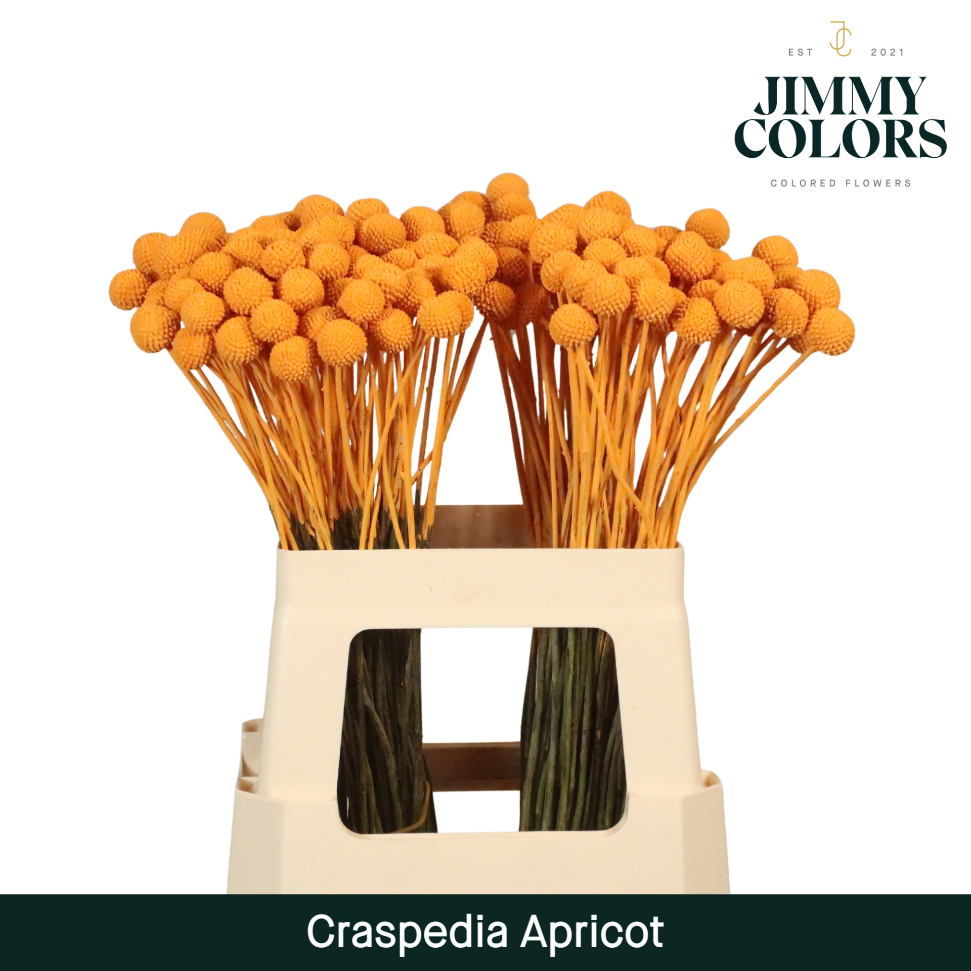 Craspedia L60 Apricot