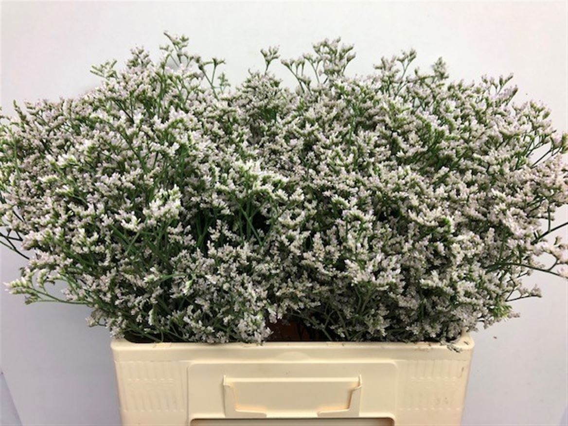 Limonium White Neto 60cm 20gram