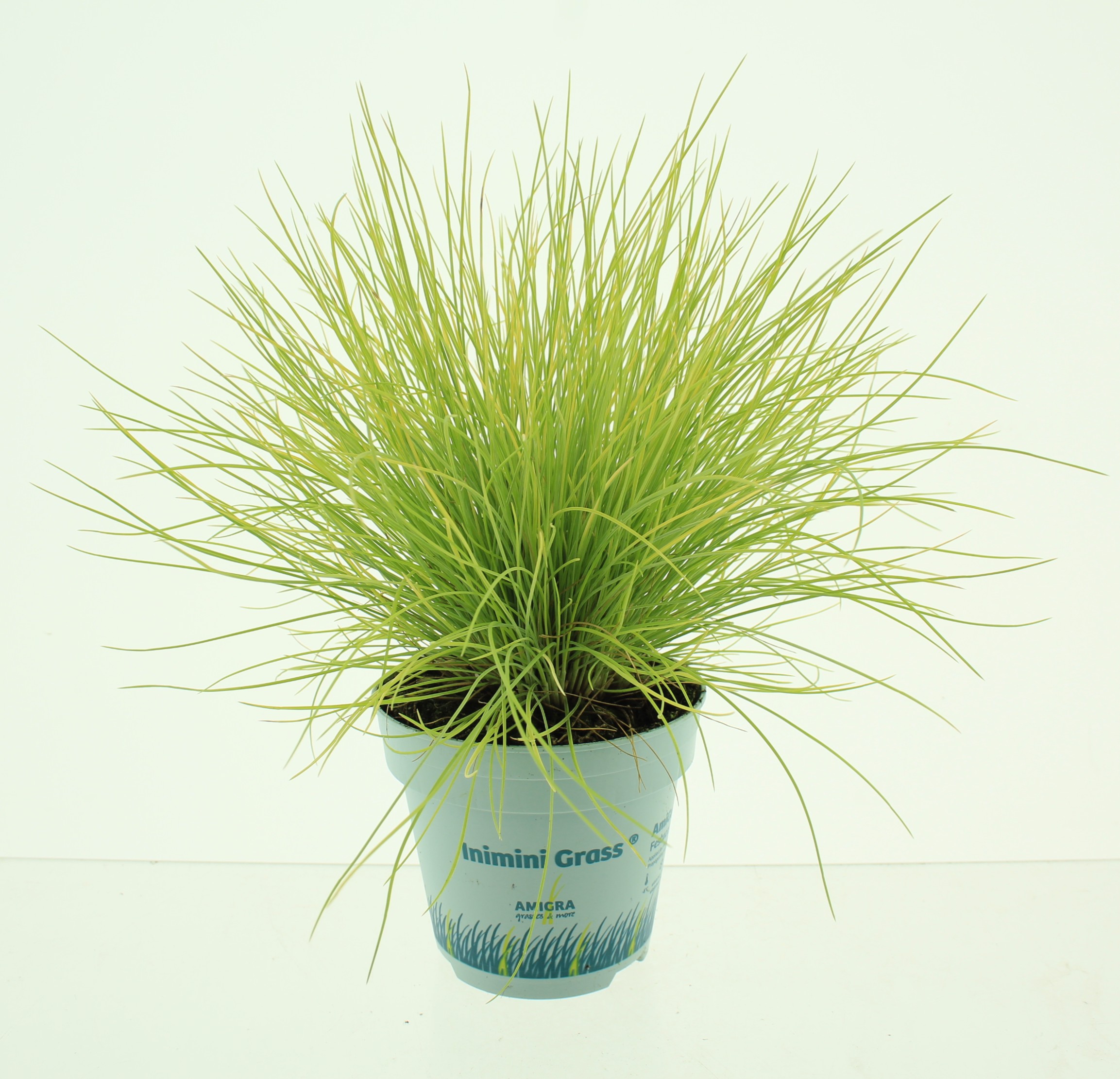 Picture of Festuca glauca AmiGold®