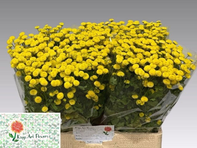 Tanacetum Amazone 60cm