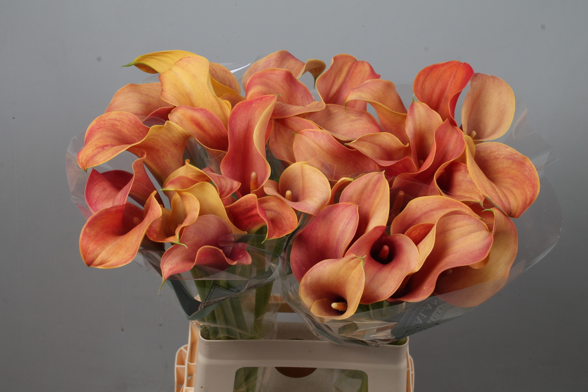 Calla Callista 65cm