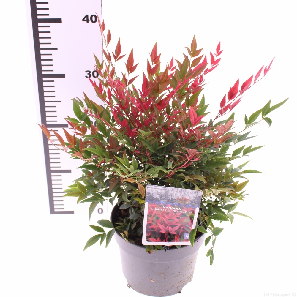 Picture of Nandina domestica Obsessed P17 (2 Ltr)