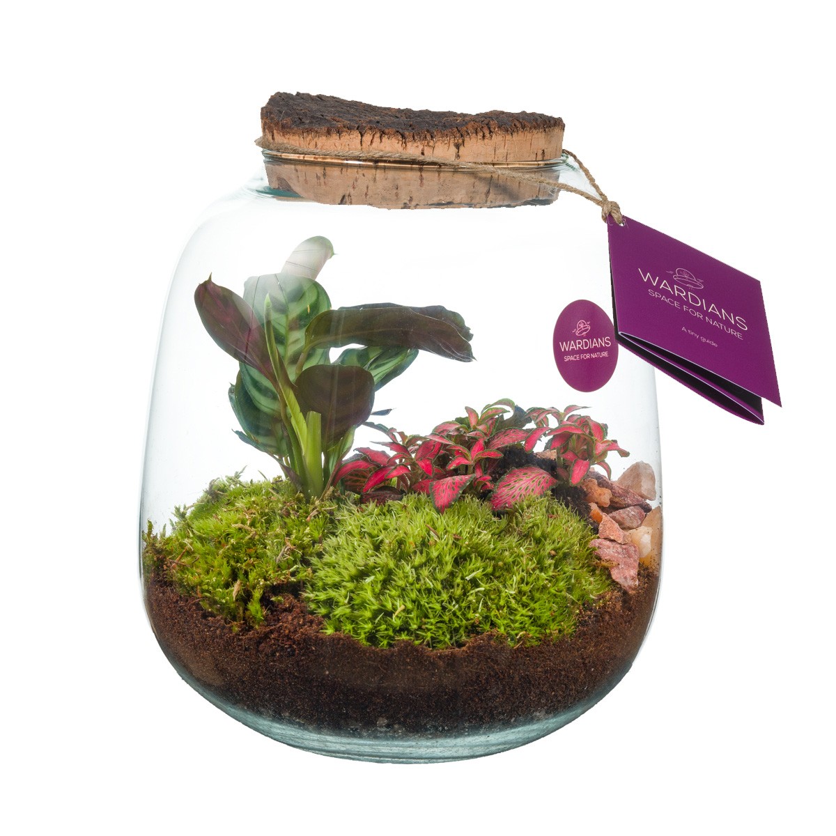 Picture of WARDIANS terrarium Hyperion P19 26CM