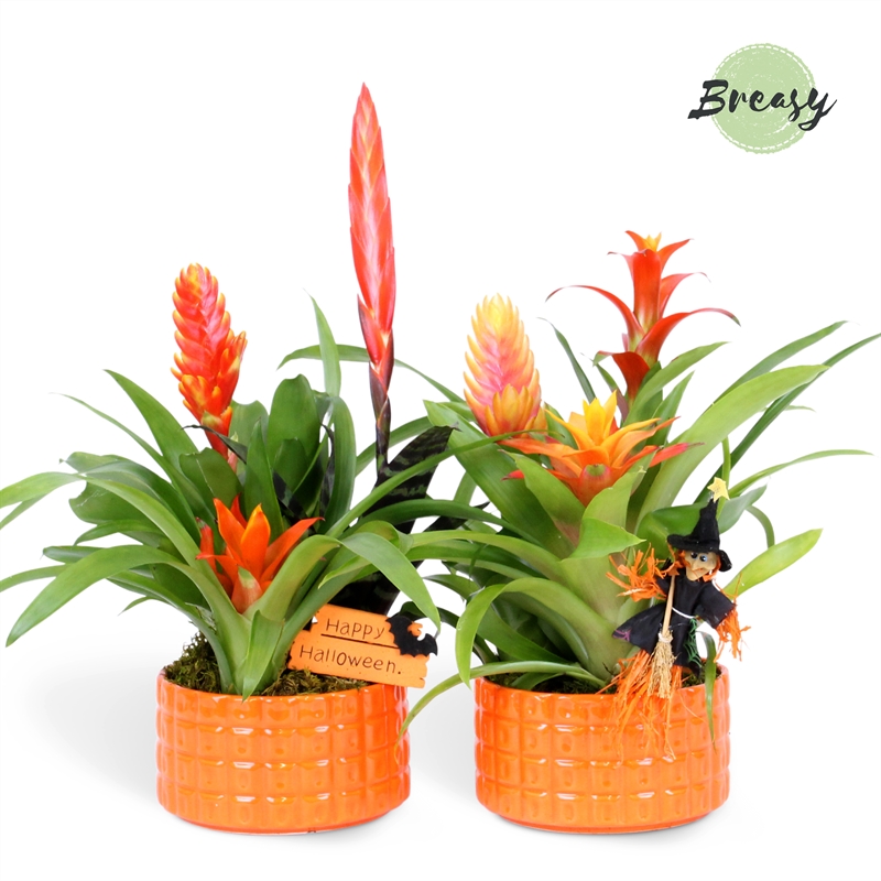 Picture of Bromelia Halloween Bowl Cuba P16 45cm