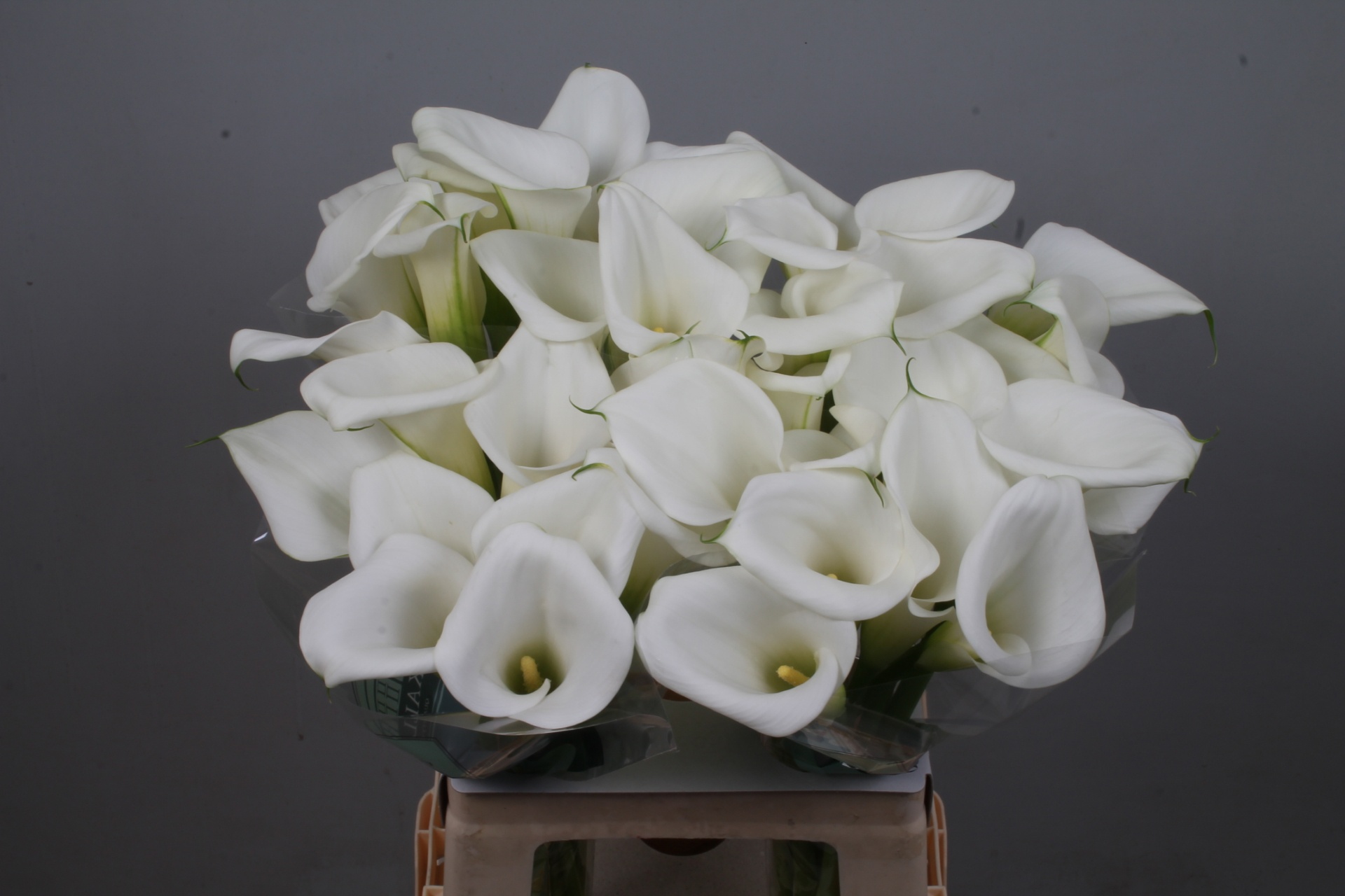 Calla White Art 60cm