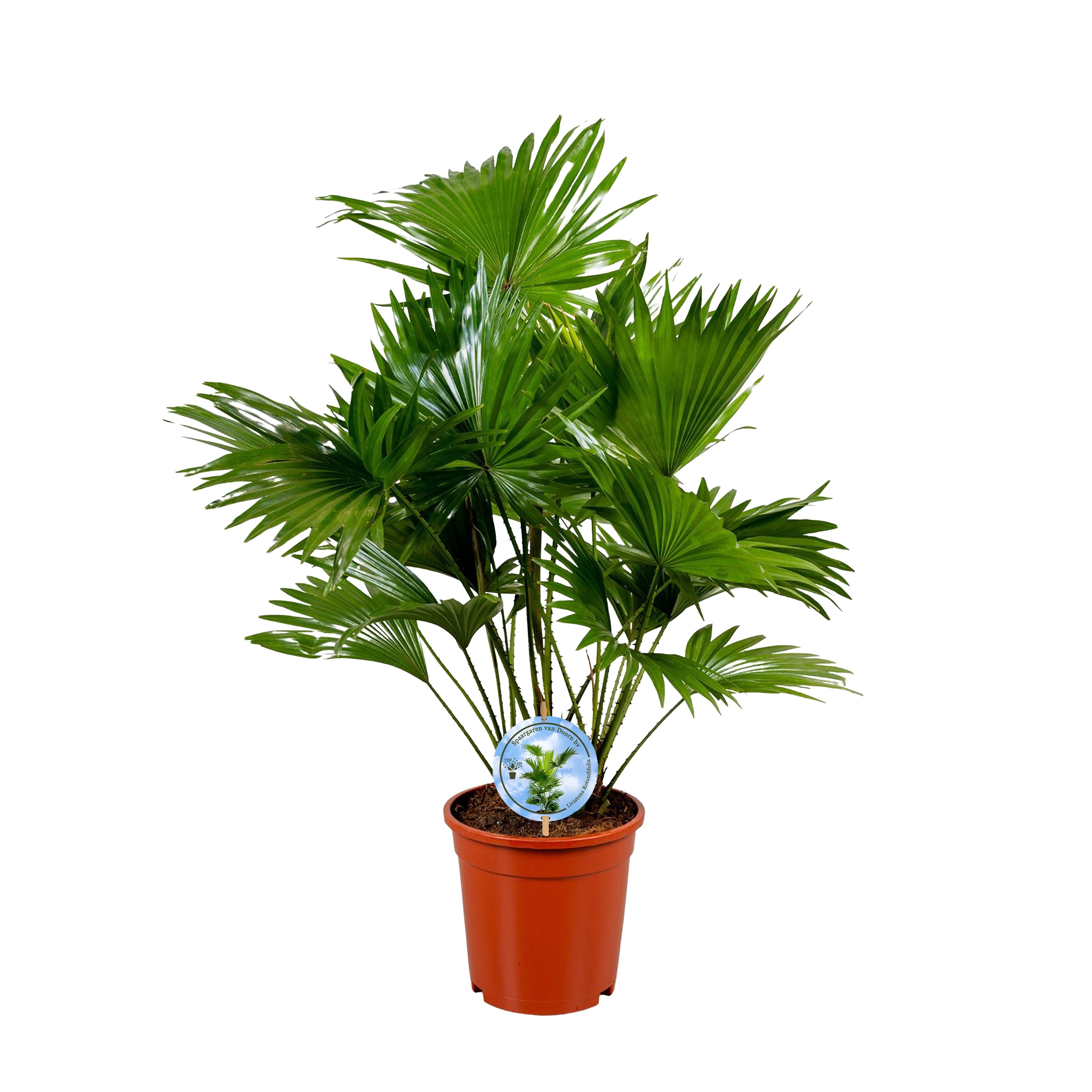Livistona rotundifolia "Disc Etiket