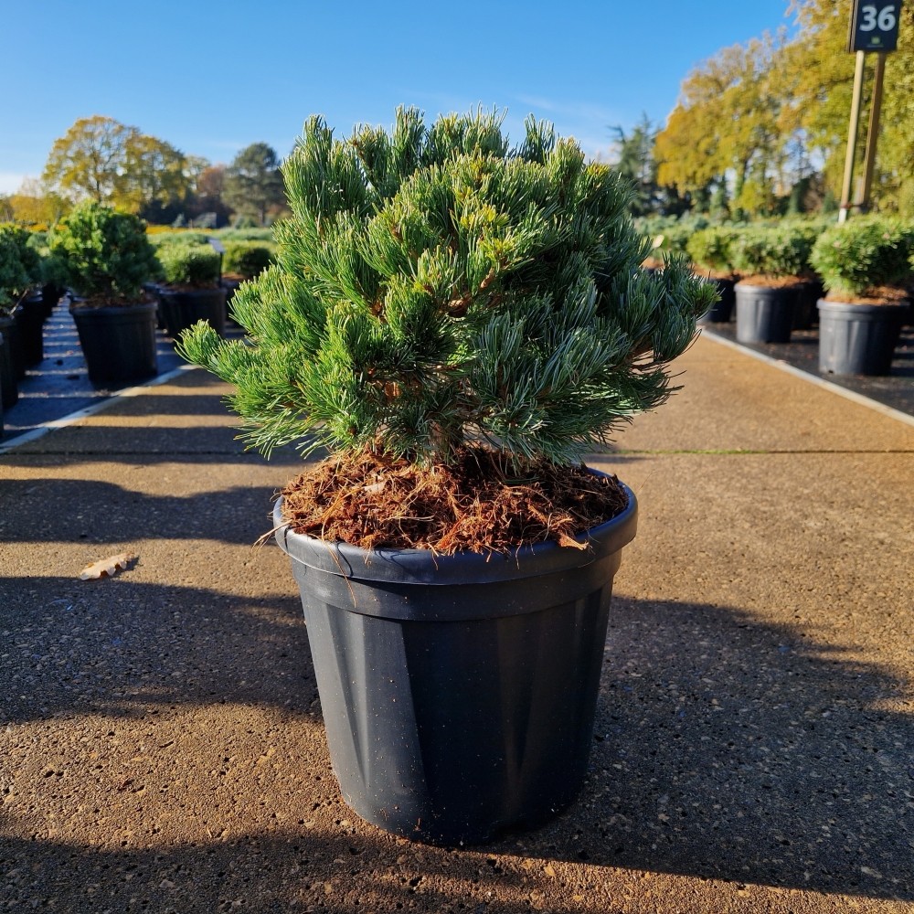 Picture of Pinus parviflora Linda P26 52CM (LOOSE)