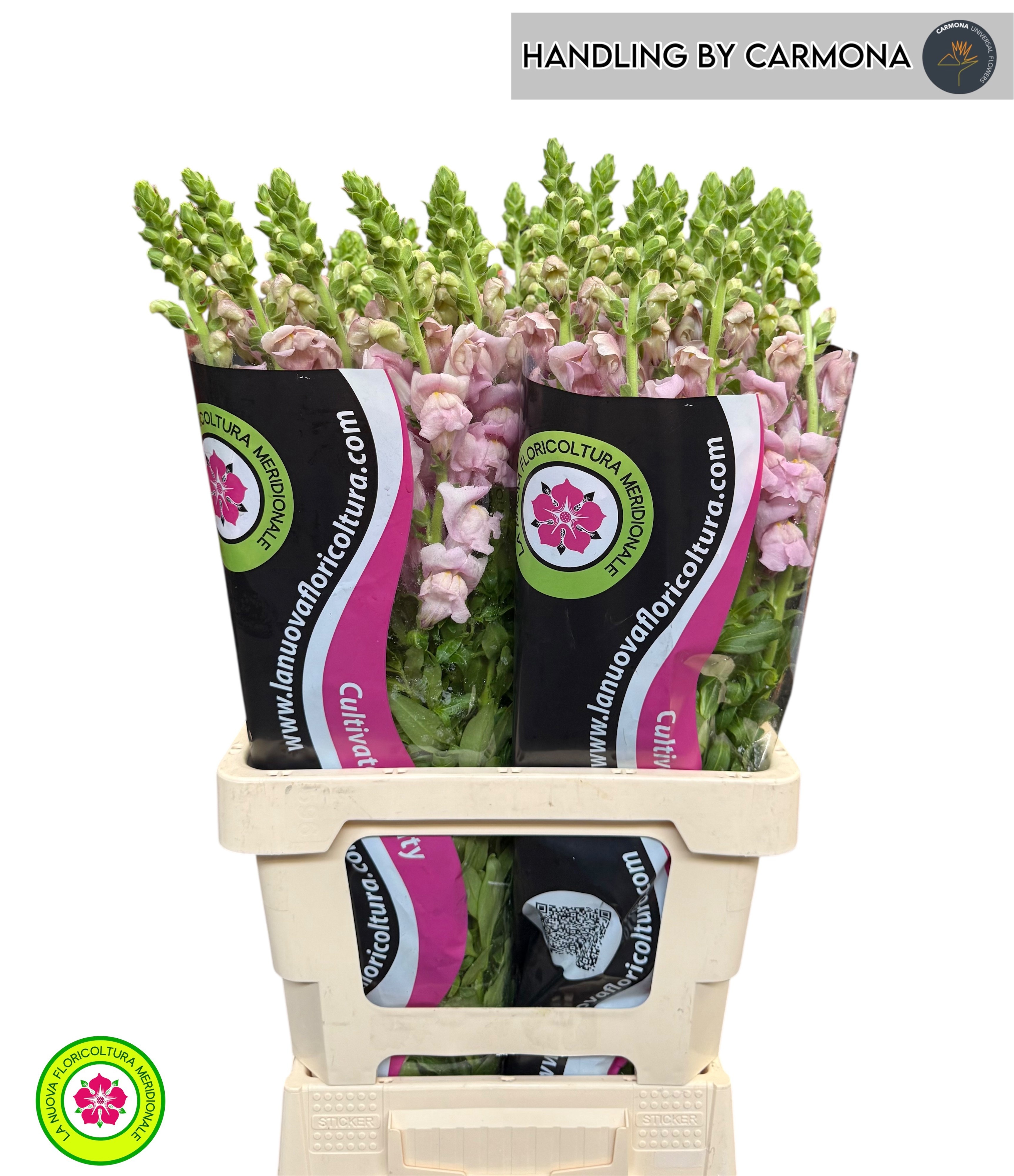 Antirrhinum Poto Lavender 70cm