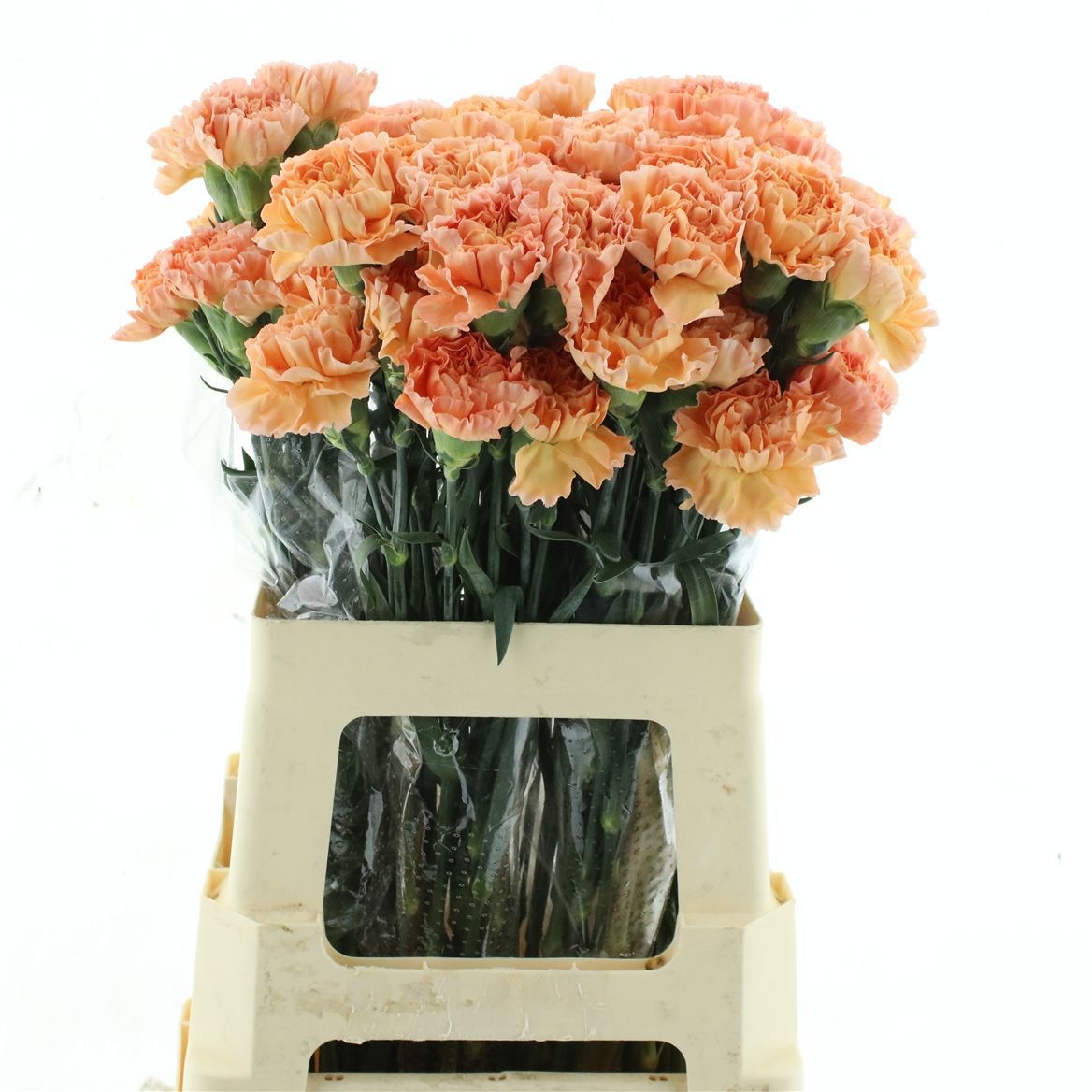 Dianthus St Megan 50cm