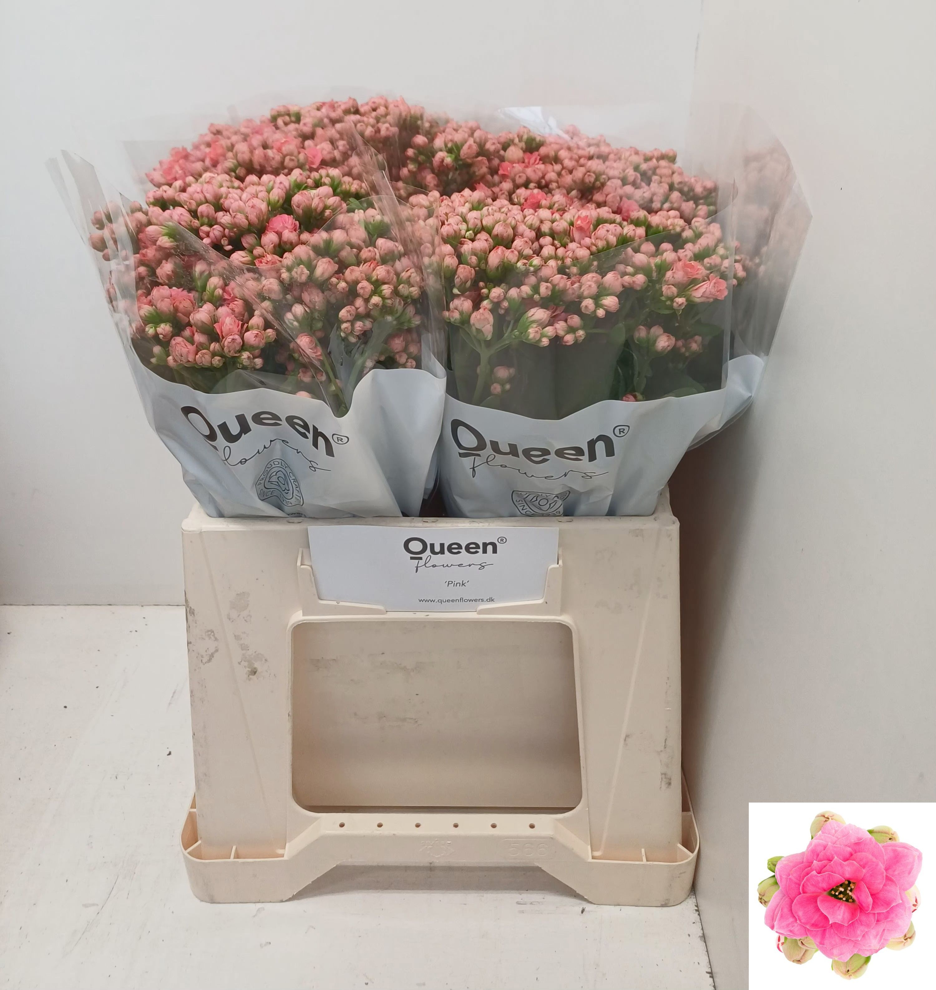 Kal Swe Pink Meadow 40cm