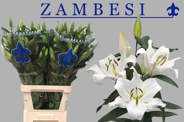 Lilium Ot Zambesi 100cm 6/8bl