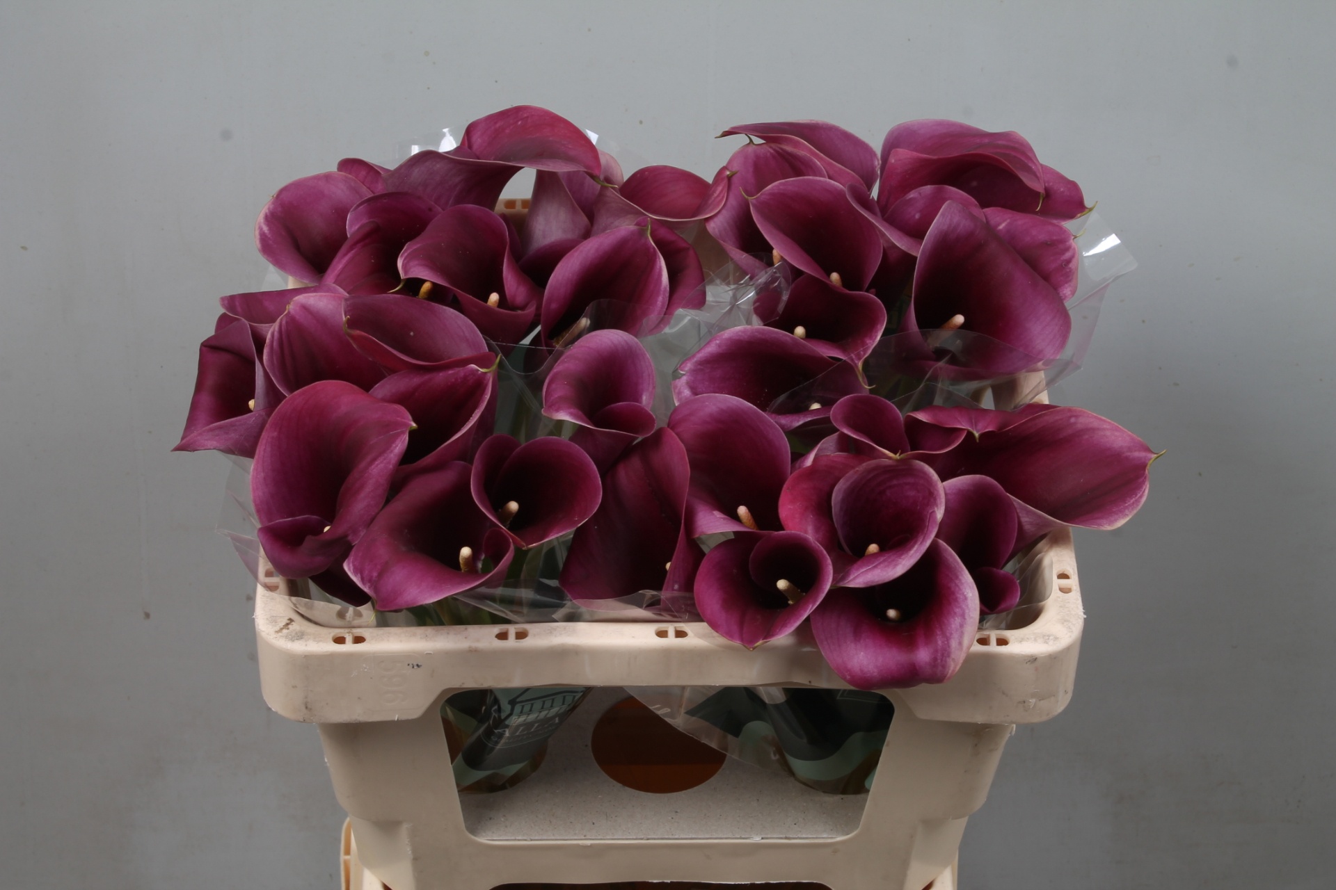 Calla Capt Promise 50cm