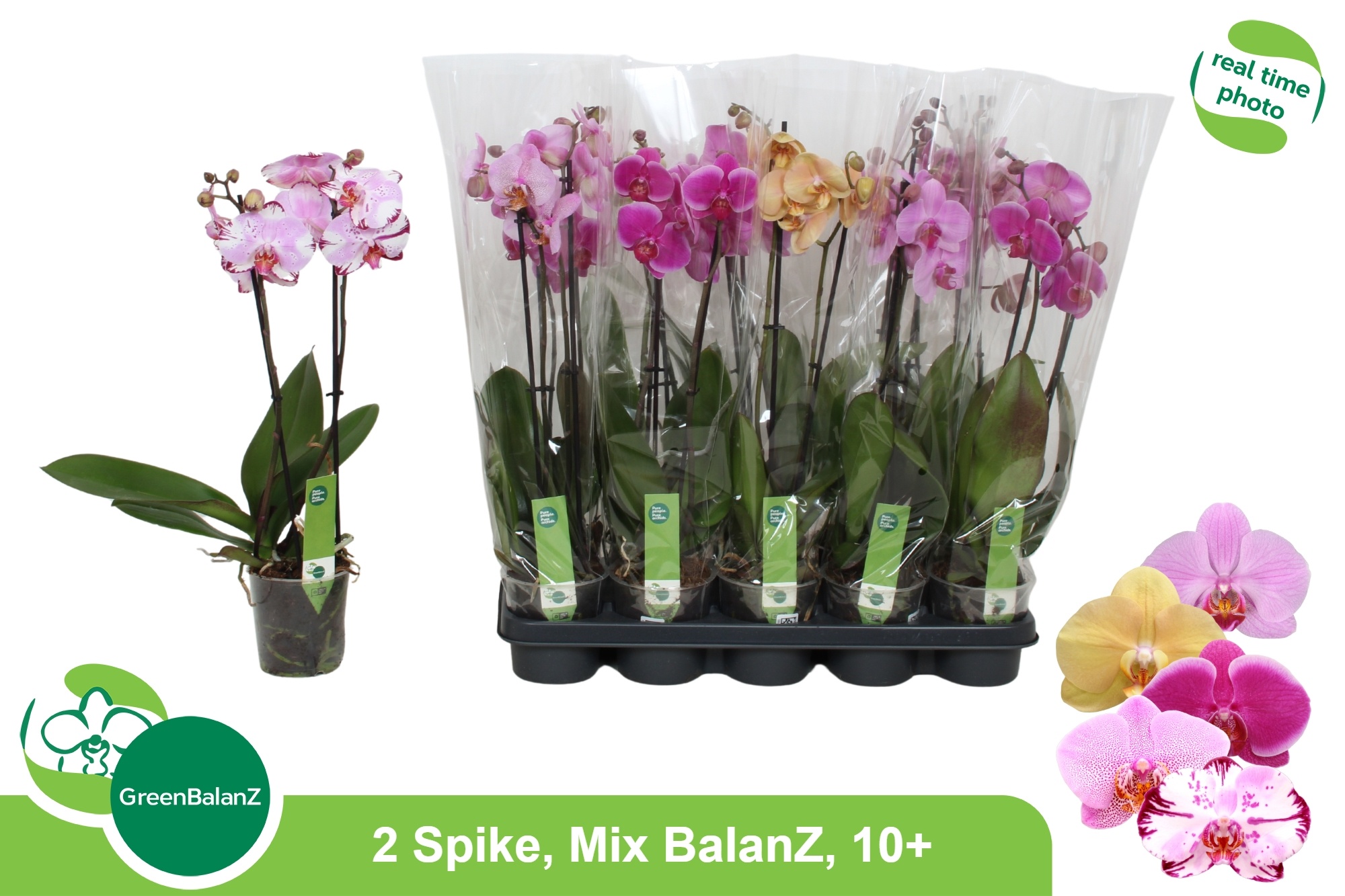 Phal Gem 5 Kl 12Ø 55cm