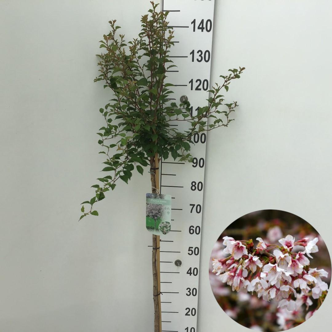 Picture of Prunus incisa Kojou-no-Mai P26 (7.5 Ltr) 90/STD