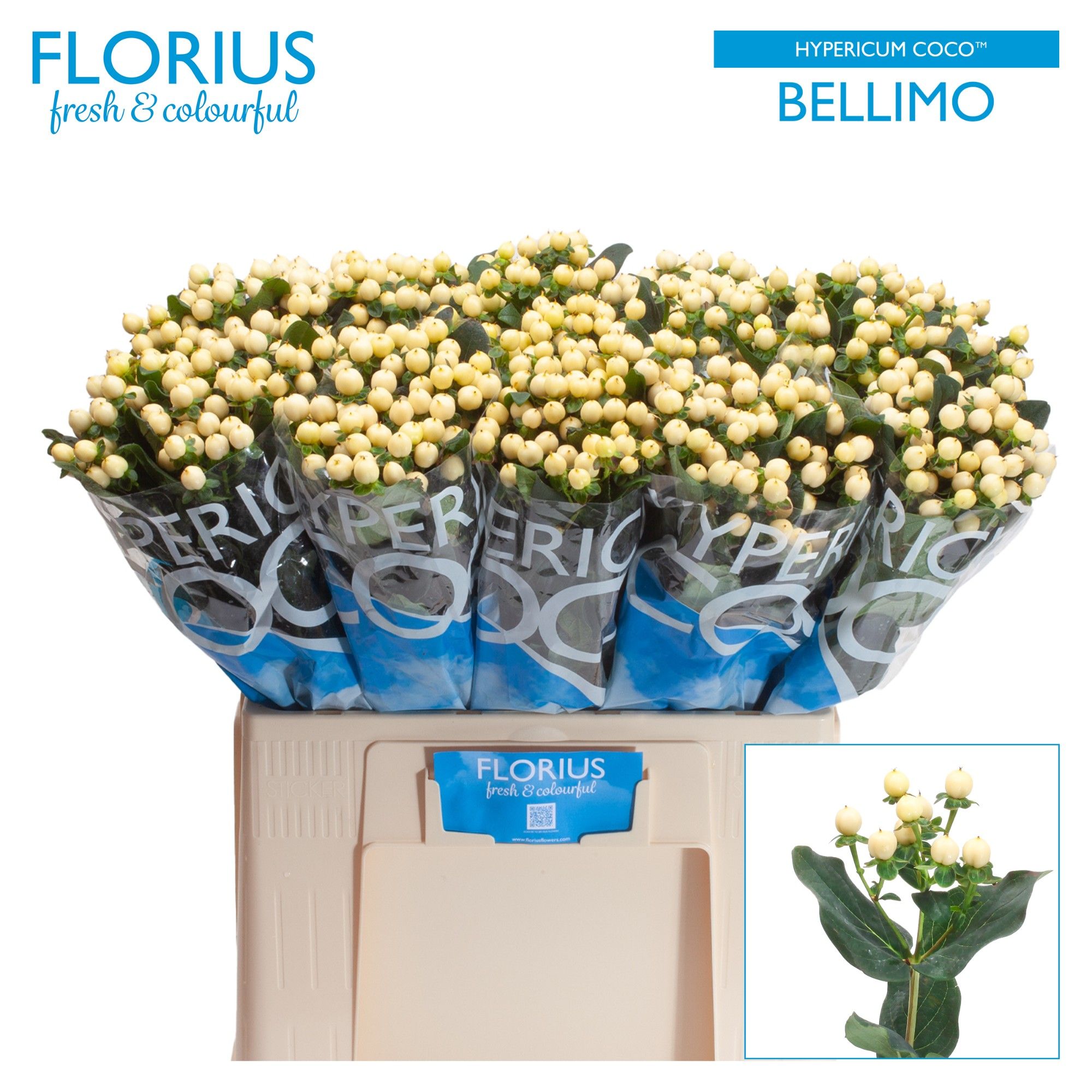 Hyp Coco Bellimo