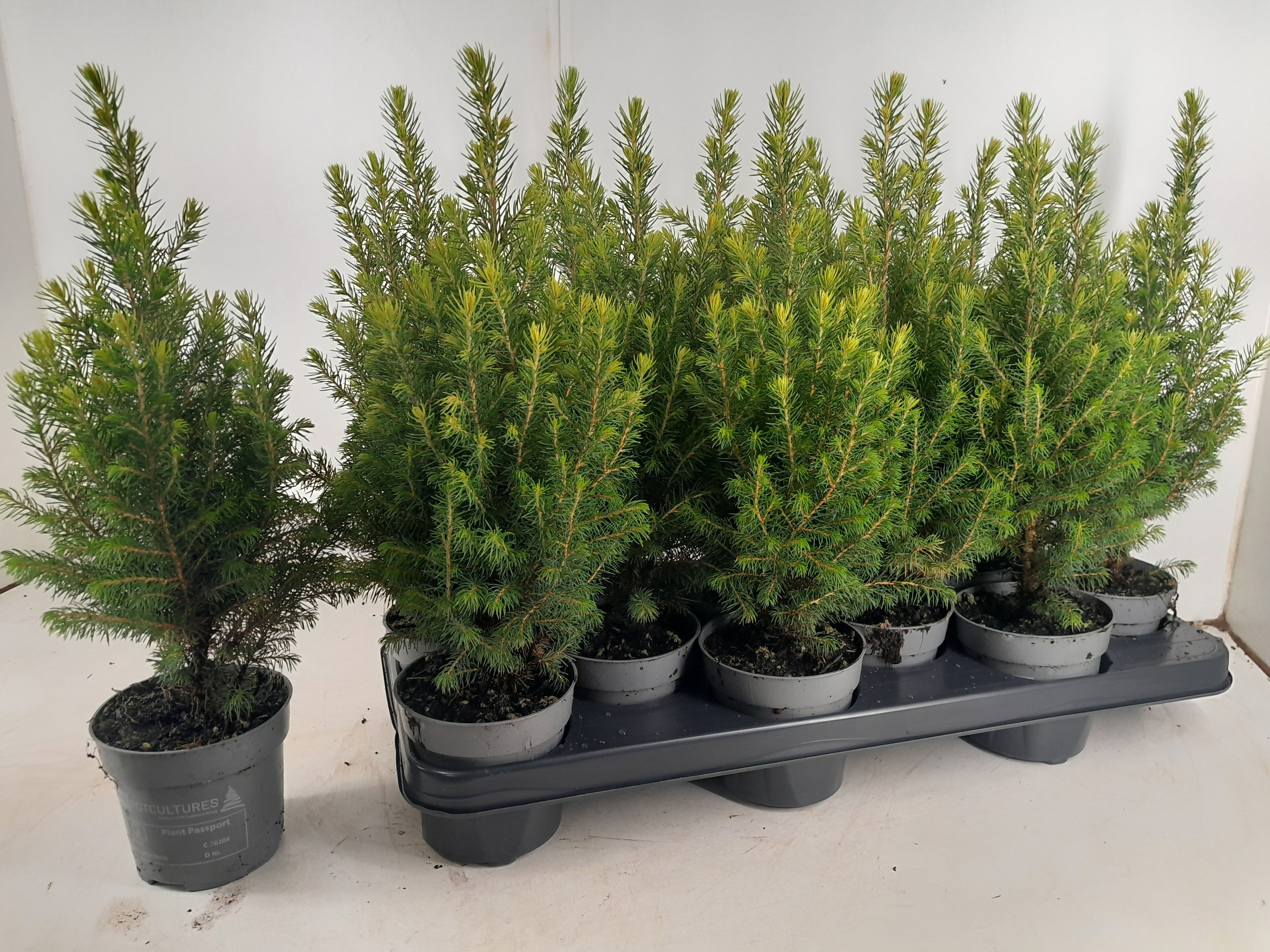 Picea Gl Magnifique 10Ø 37cm
