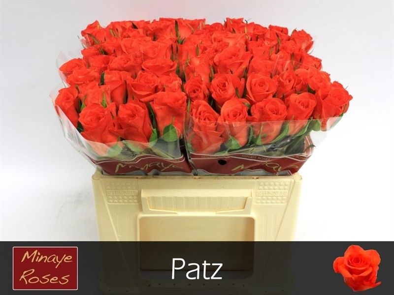 R Gr Patz